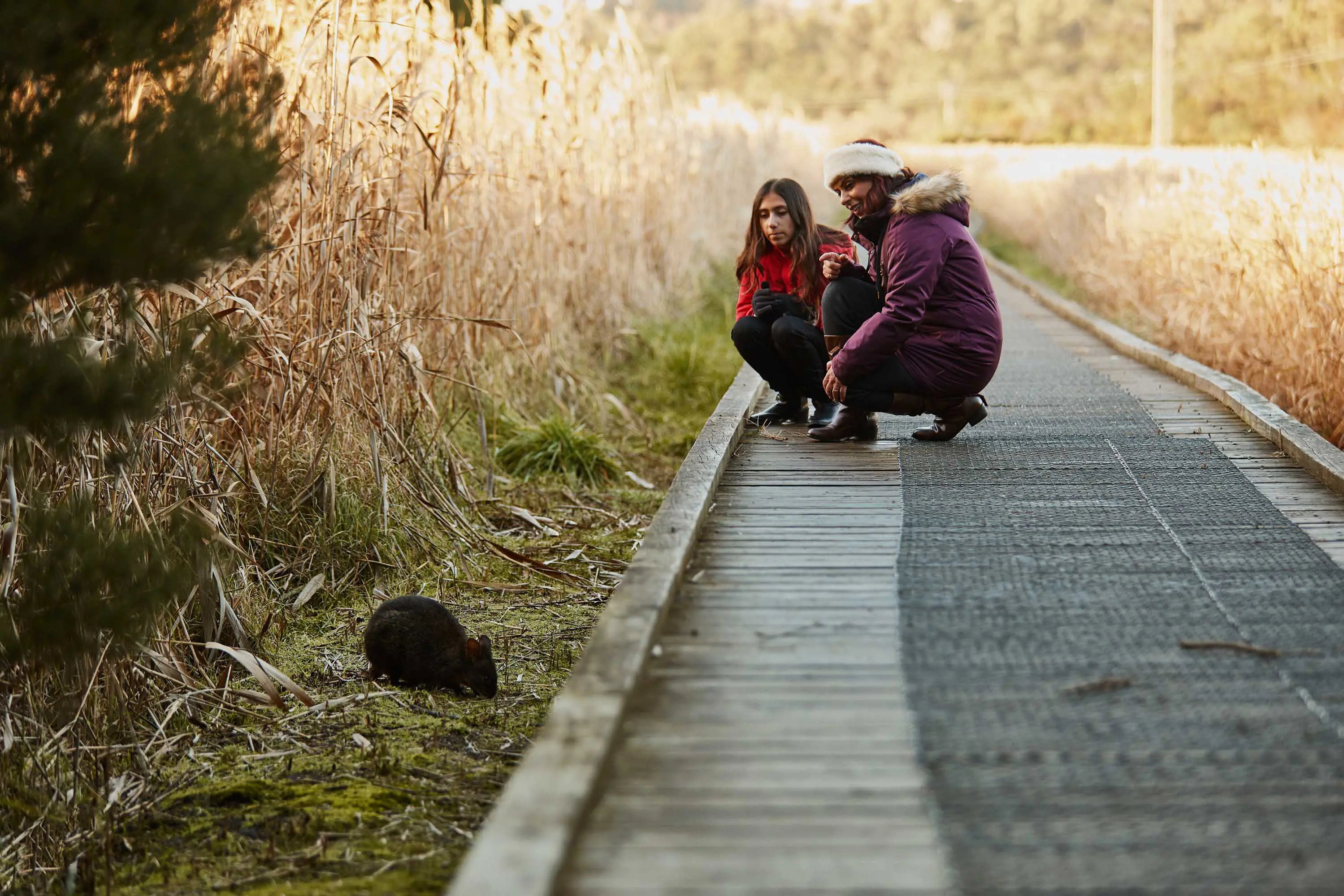 Two peope crouch on a wooden boardwalk and get a closer look at small, dark-furred animal eating grass below.