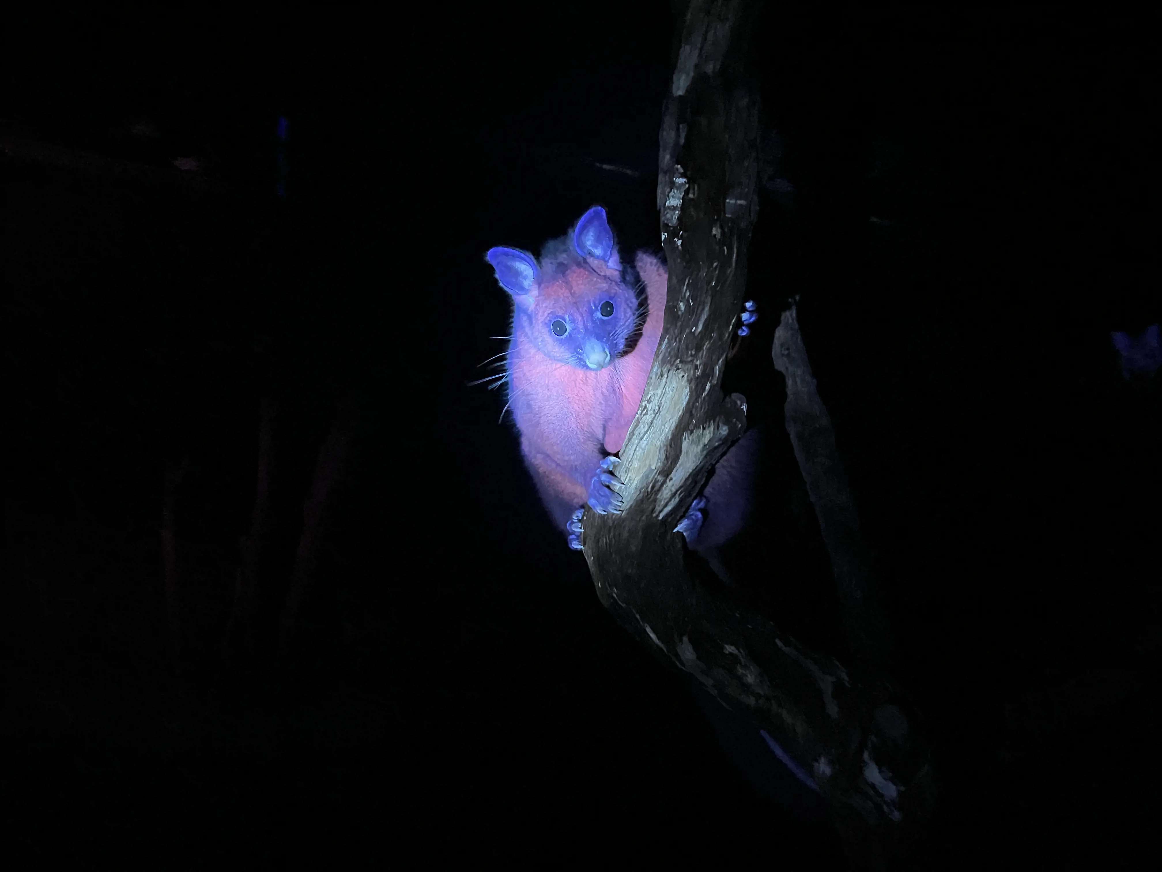 Brightly coloured Brushtail possum under UV light