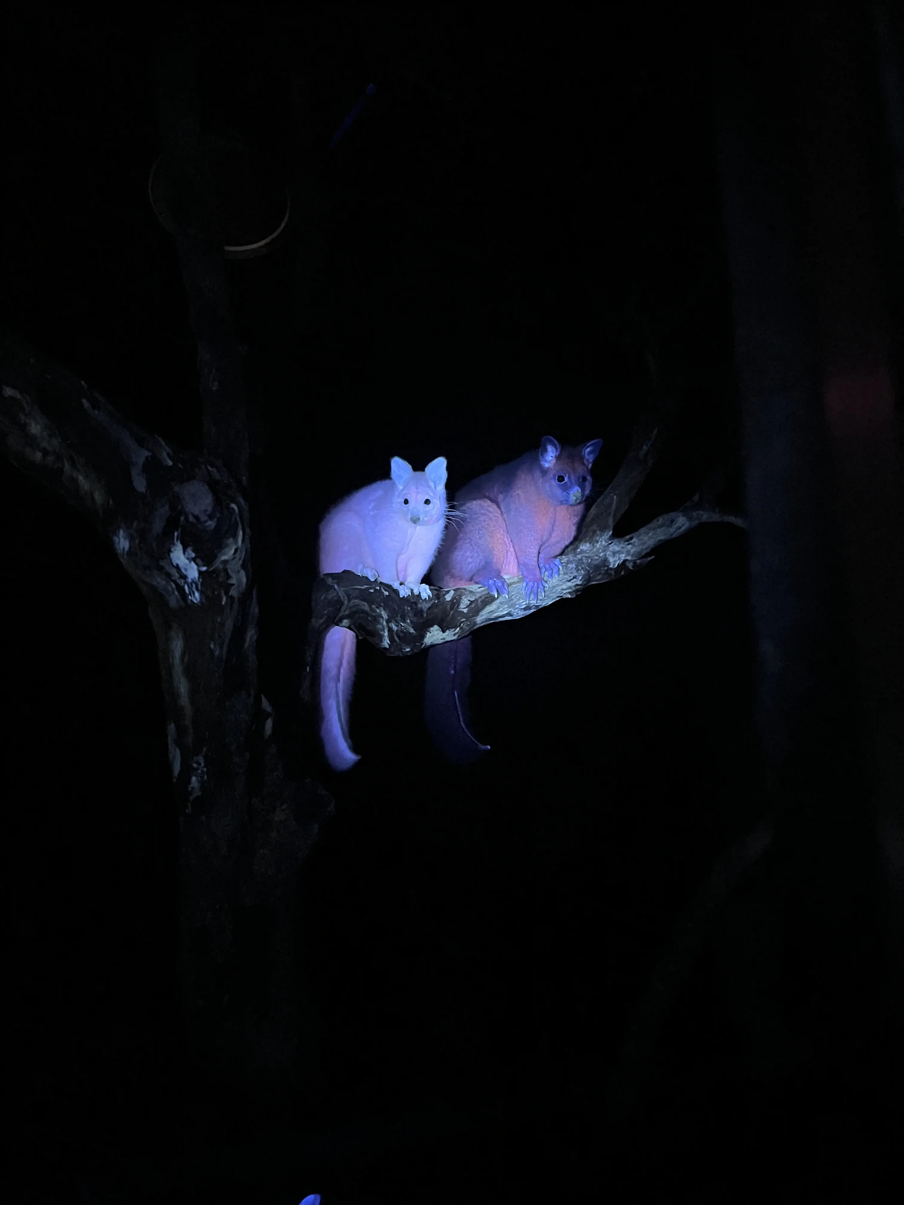 Brightly coloured Brushtail possums under UV light