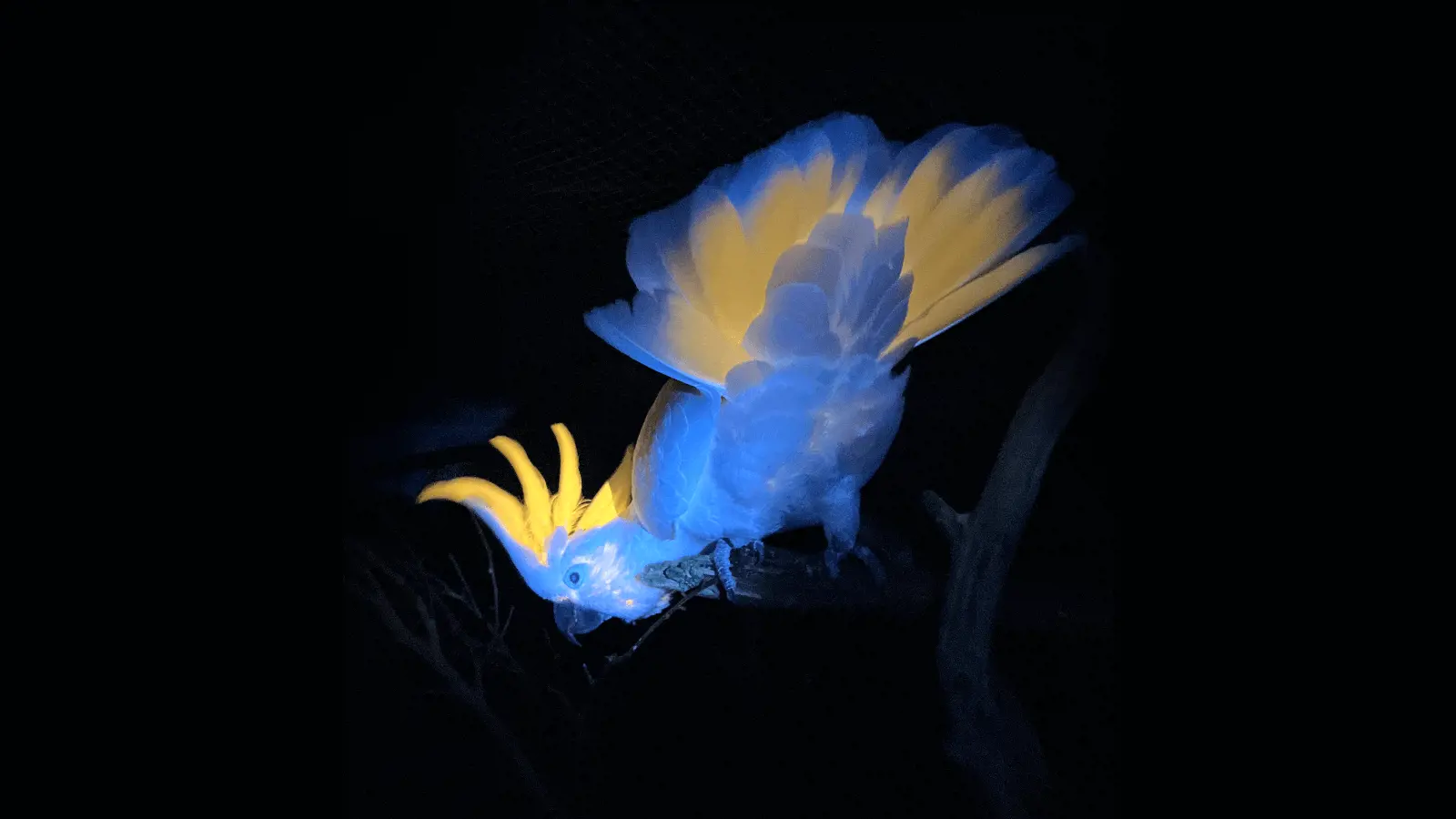 Colourful cockatoo brightly lit by UV light