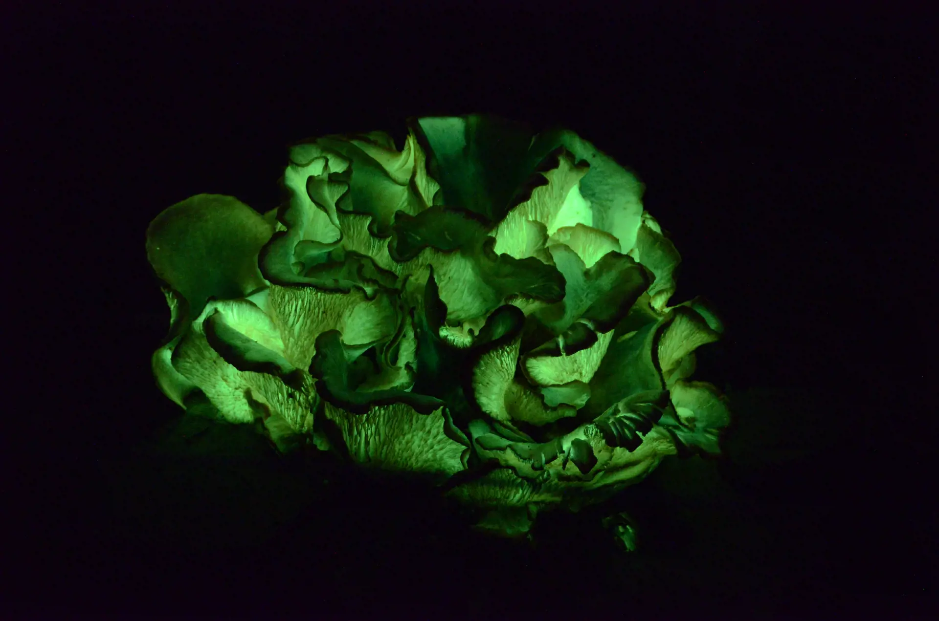 A glowing green mushroom in Tasmania