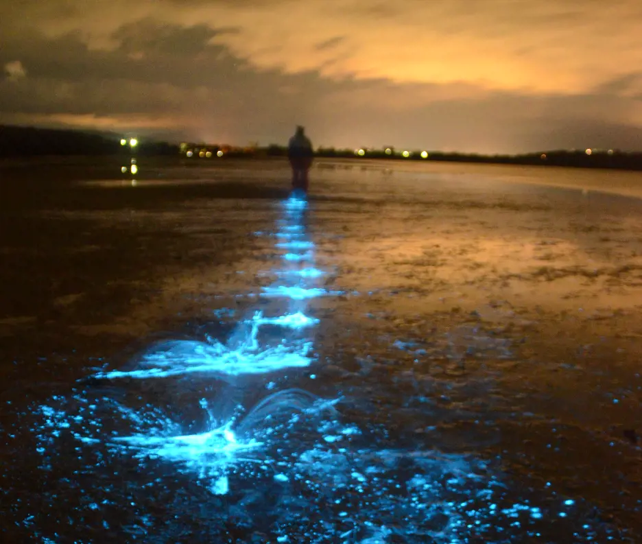A person walking through shallow water with blue bioluminescene shining in the footprints