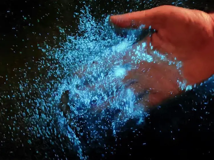 A hand splashing blue, marine bioluminescence in Tasmania