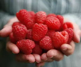 Close up of raspberries in hands at Christmas Hills Raspberry Farm Cafe.