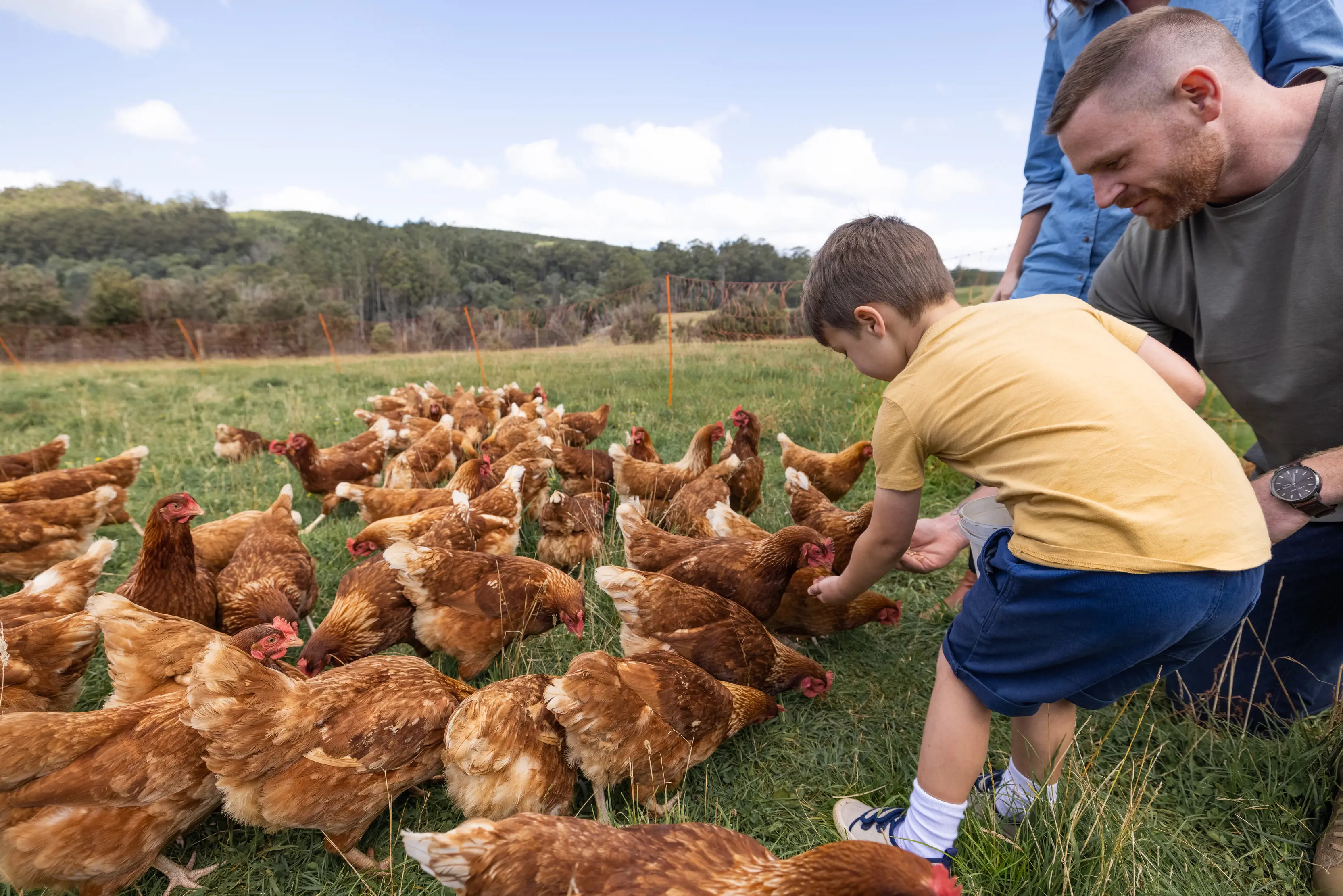 Young boy with his father, feeding chickens on the Guide Falls Farm.