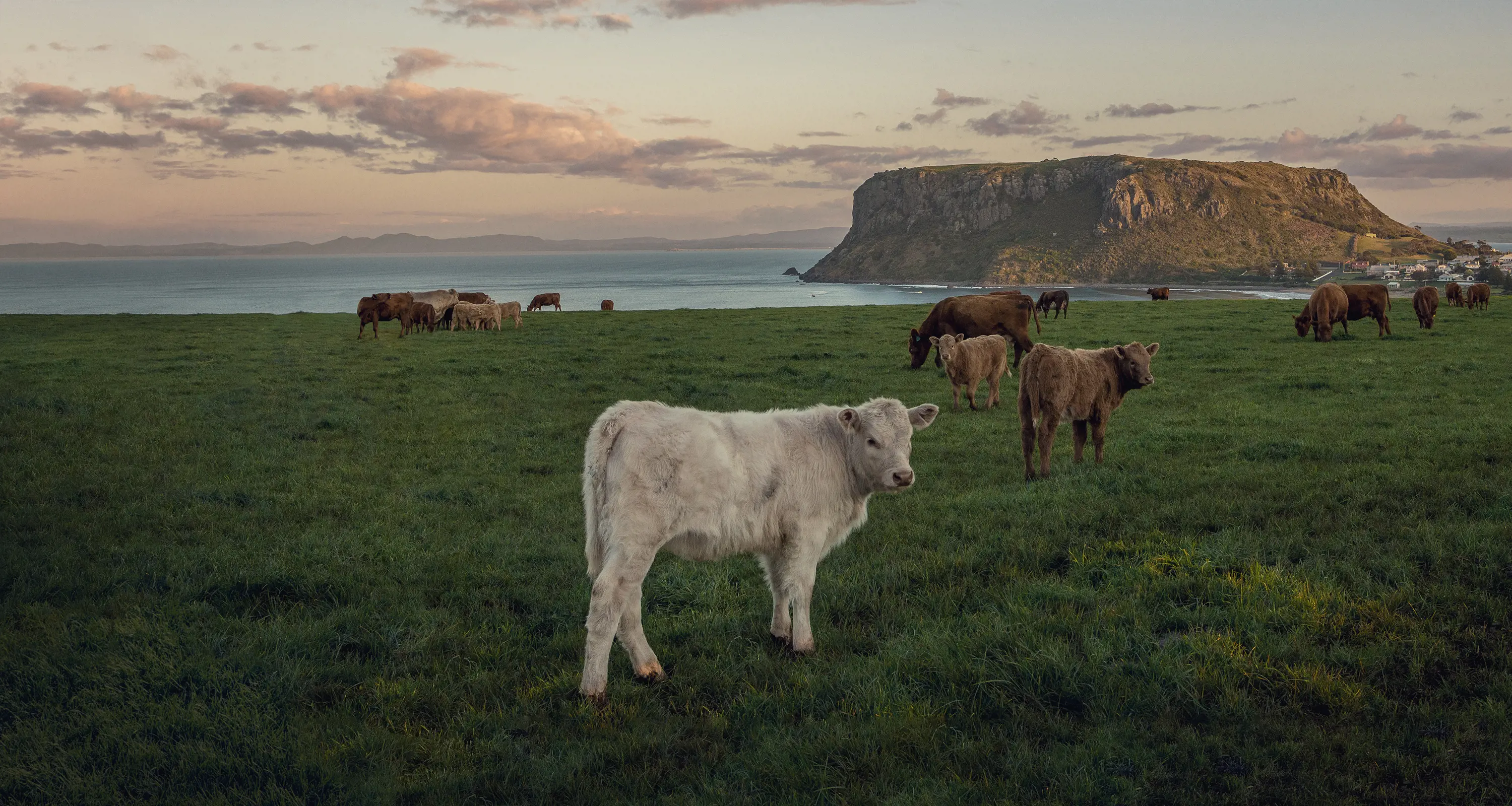 A white cow stands in a herd of brown cows on lush green grass. A large flat-topped peninsula is in the far distance.
