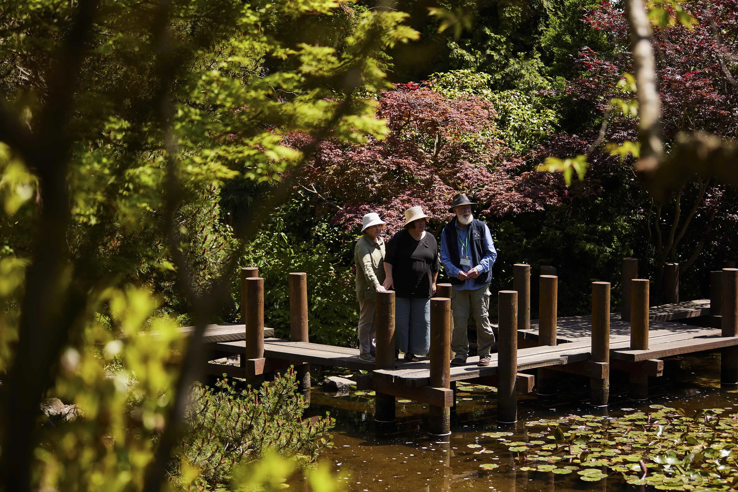 Three people stand of a raised, wooden platform above a pond filled with water and lily pads amongst mable trees in a Japanese garden on a sunny day. 