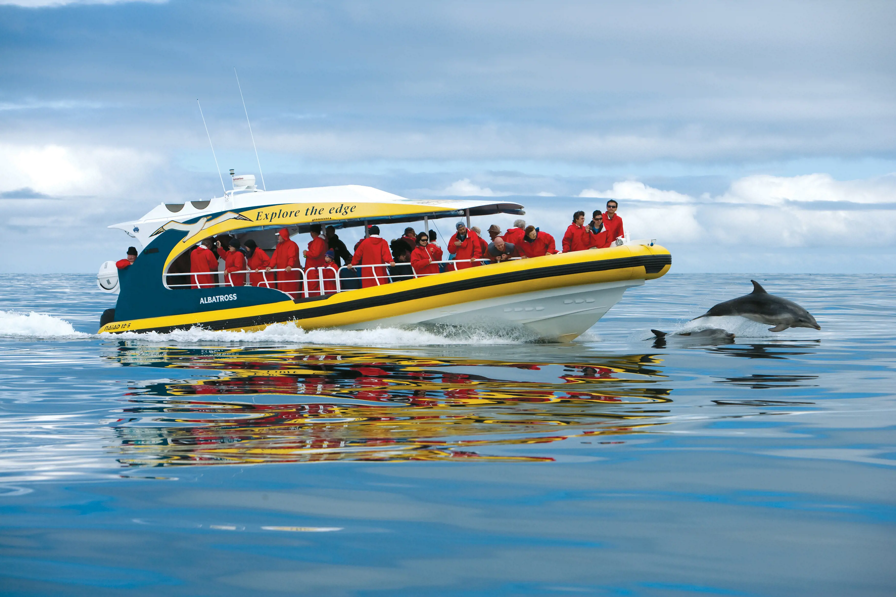 People on the Bruny Island Cruise boat looking at a dolphin in the water.