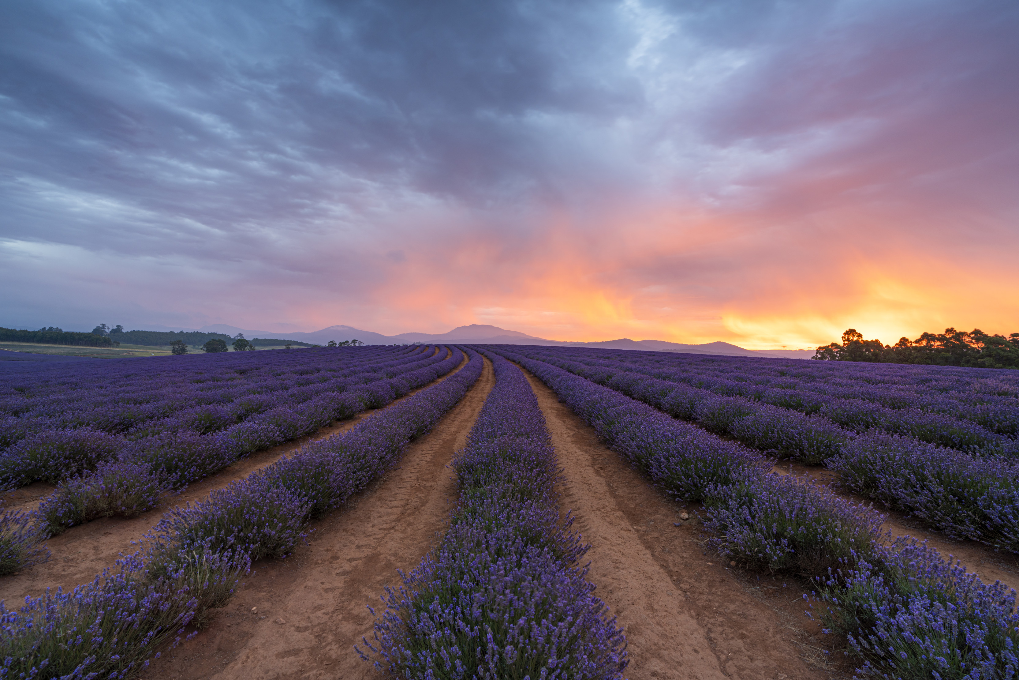 Rows of lavender growing with sunrise/sunset in the background. Bridestowe Lavender Estate, at Nabowla.