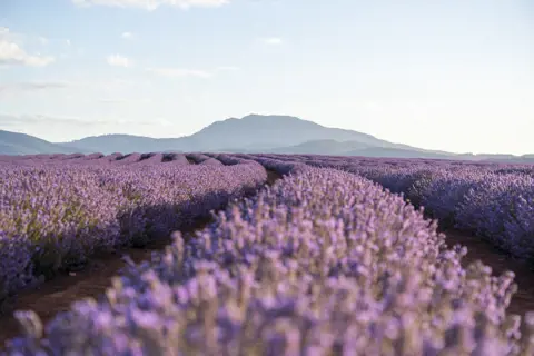 Lavender growing with mountains in the background at Bridestowe Lavender Estate, Nabowla.