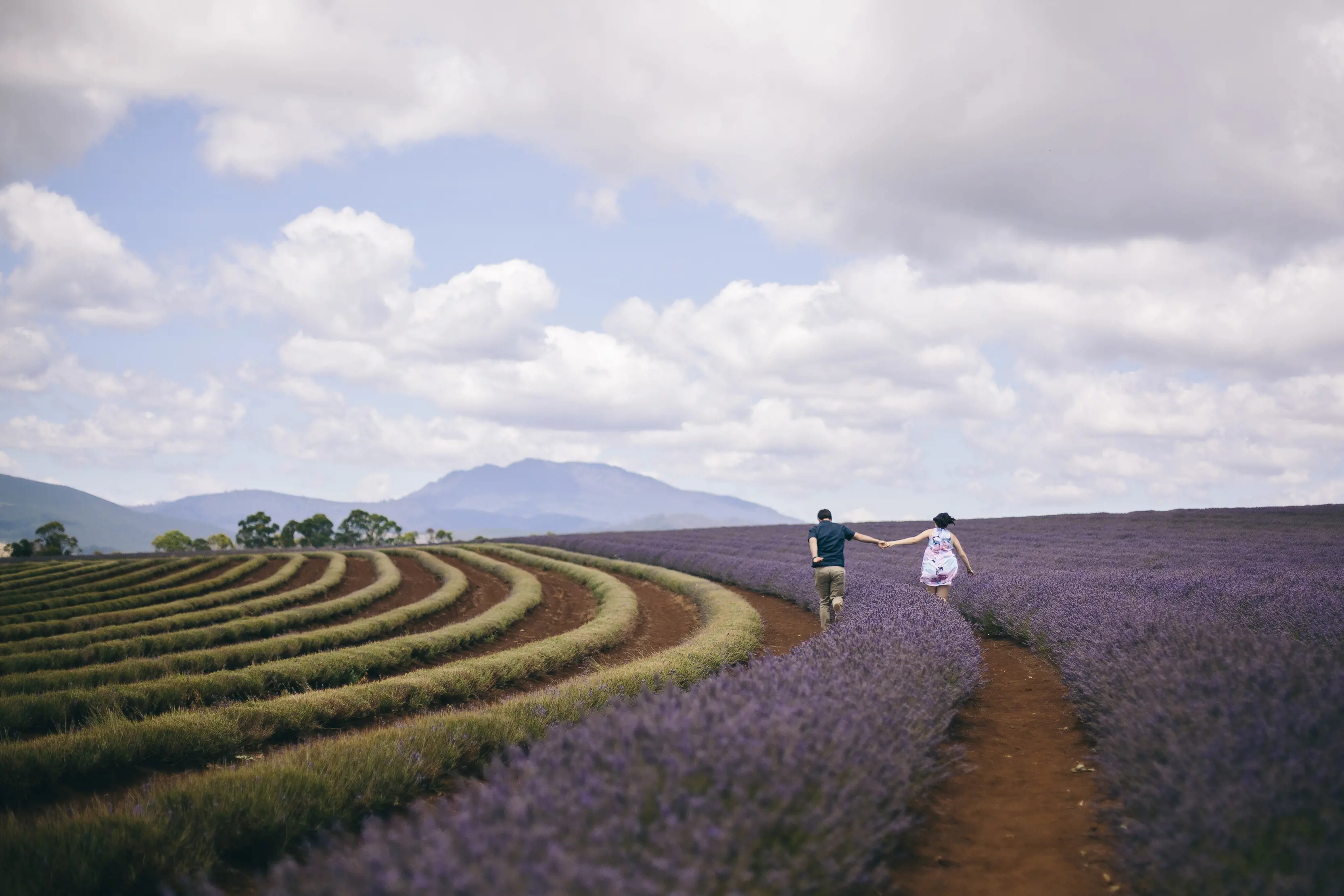 Couple holding hands and running through rows of lavender at Bridestowe Lavender Estate, Nabowla.