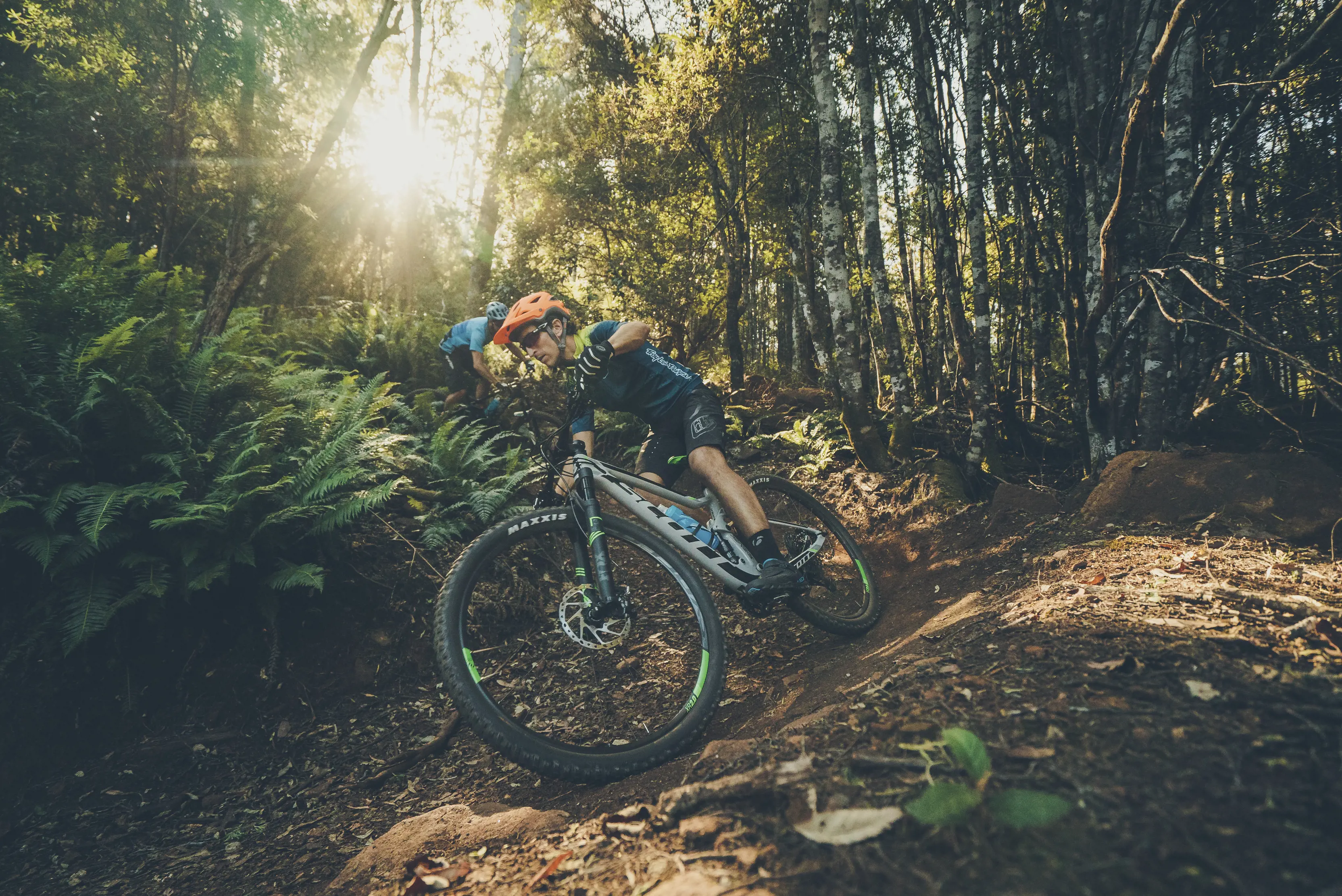 A cyclist surrounded by rainforest on Tall Timbers Trail, Hollybank Mountain Bike Park