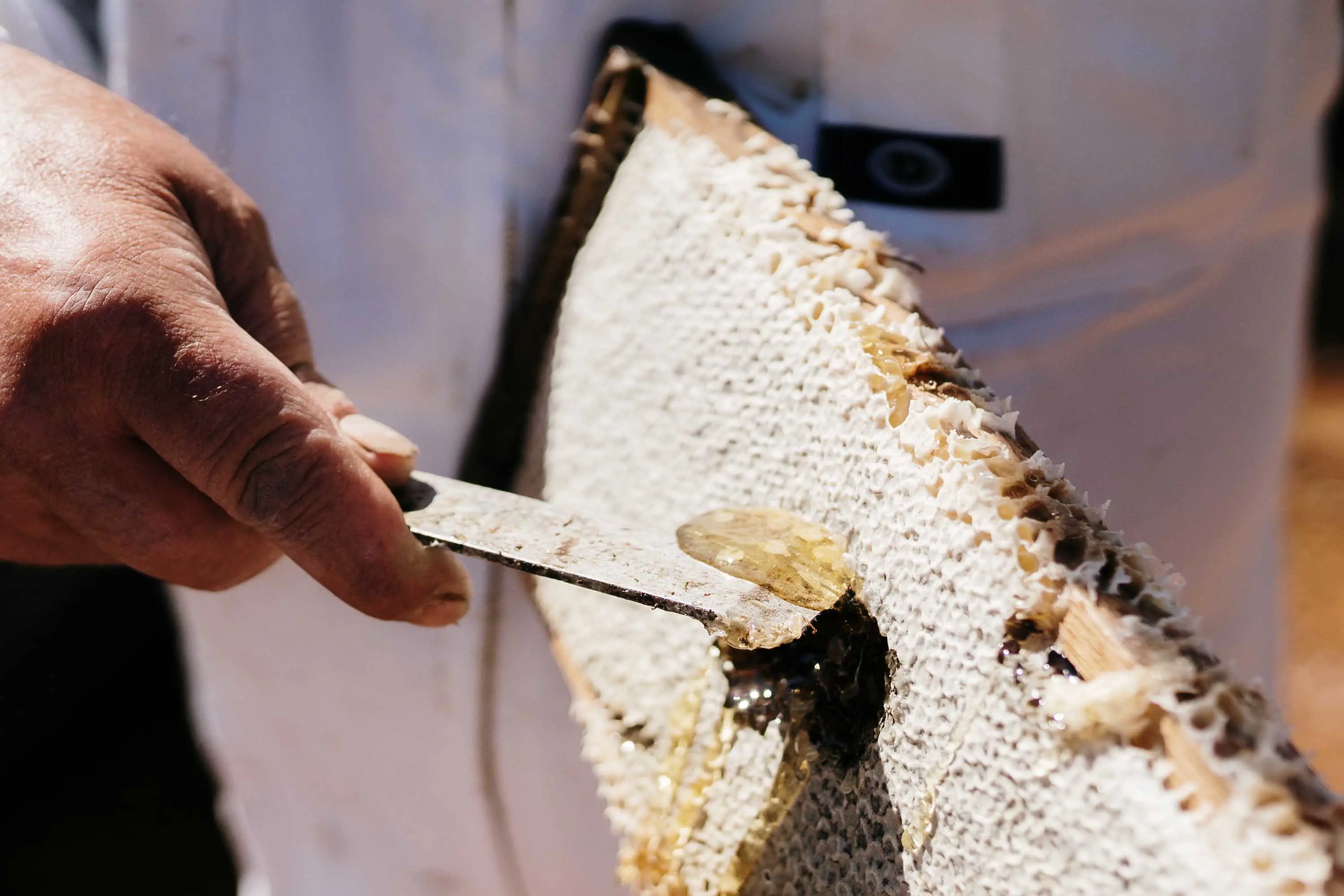 A man scrapes the surface of a honeycomb with a flat knife. Honey oozes out.