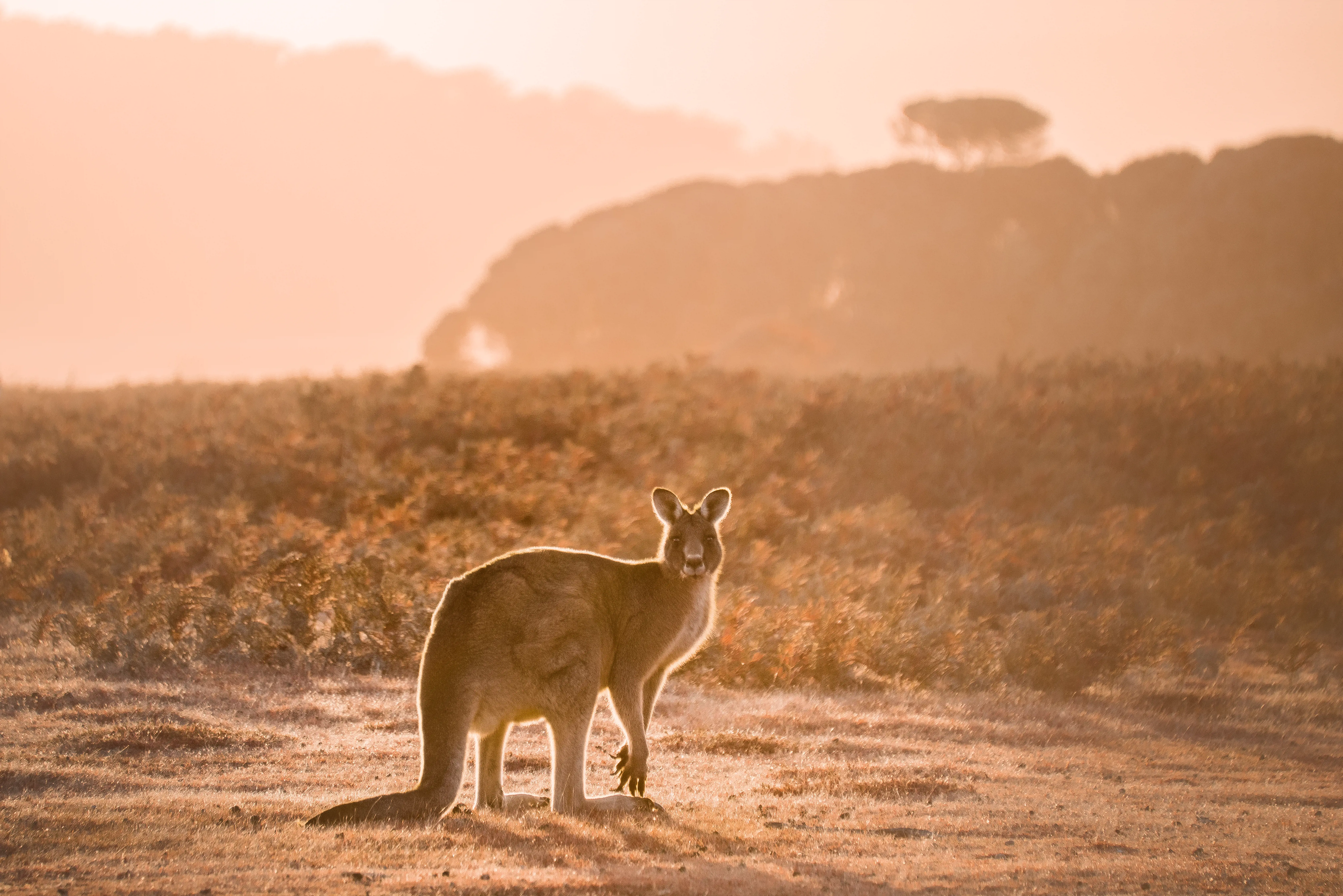 A kangaroo staring straight into the camera at Narawntapu National Park.