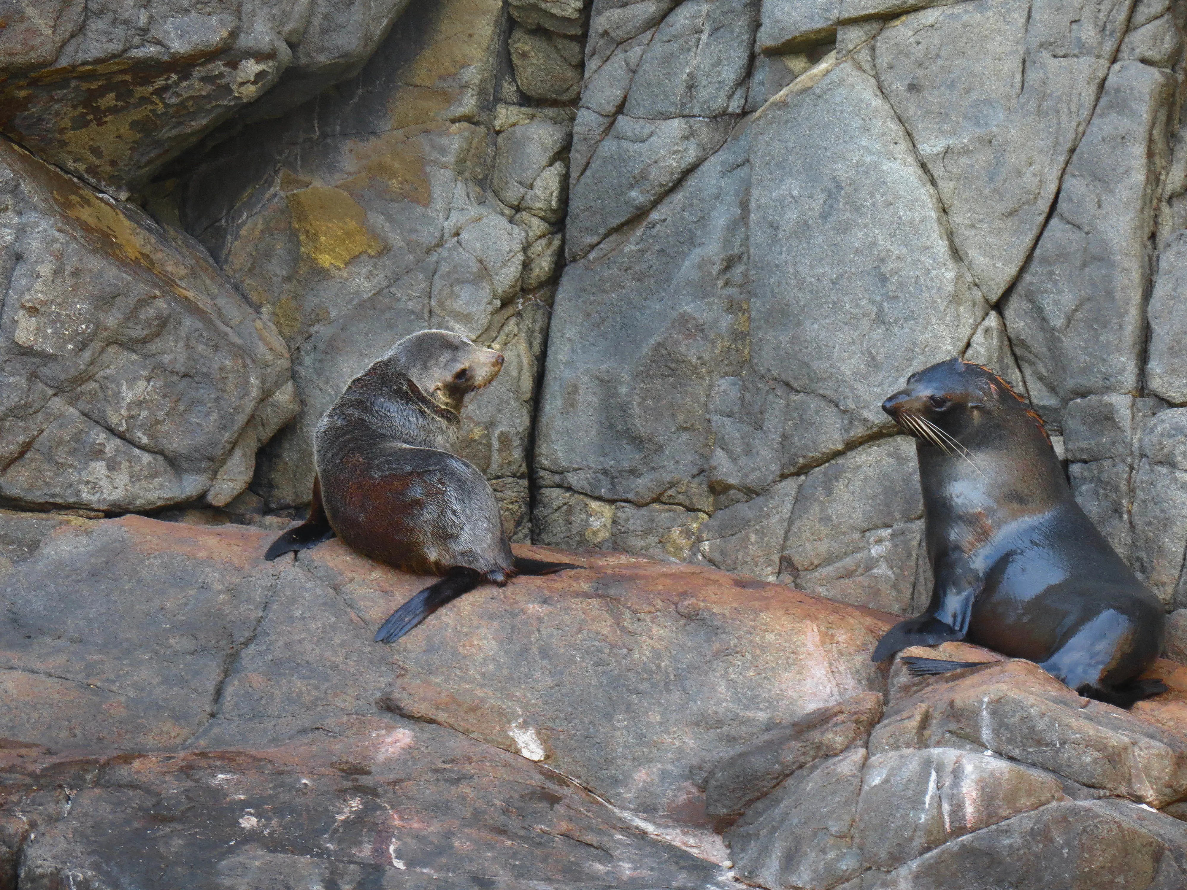 Two Fur Seals sitting on a rock shelf at Tasman Island, Tasmania