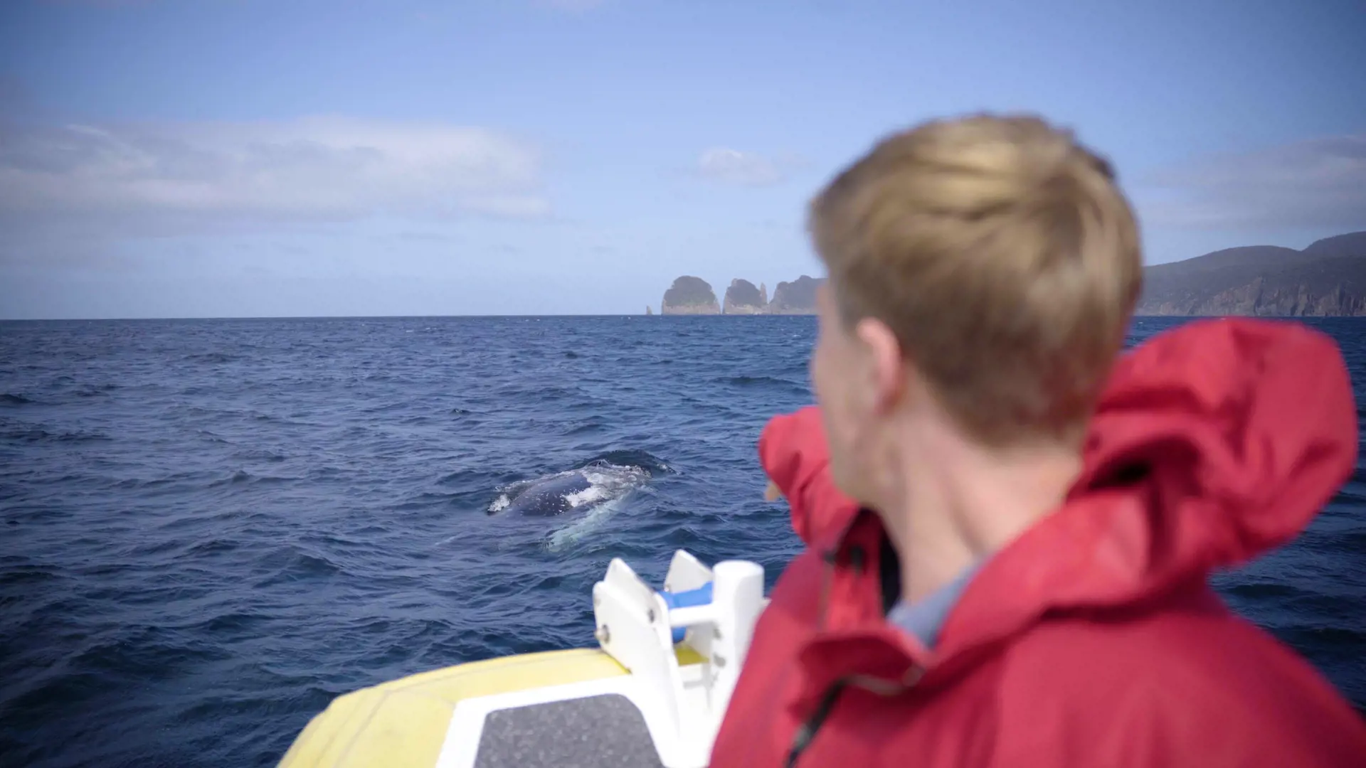 Robert Irwin on a boat point at a cresting humpback whale off Tasman Island