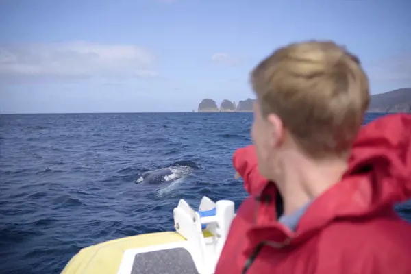 Robert Irwin on a boat point at a cresting humpback whale off Tasman Island