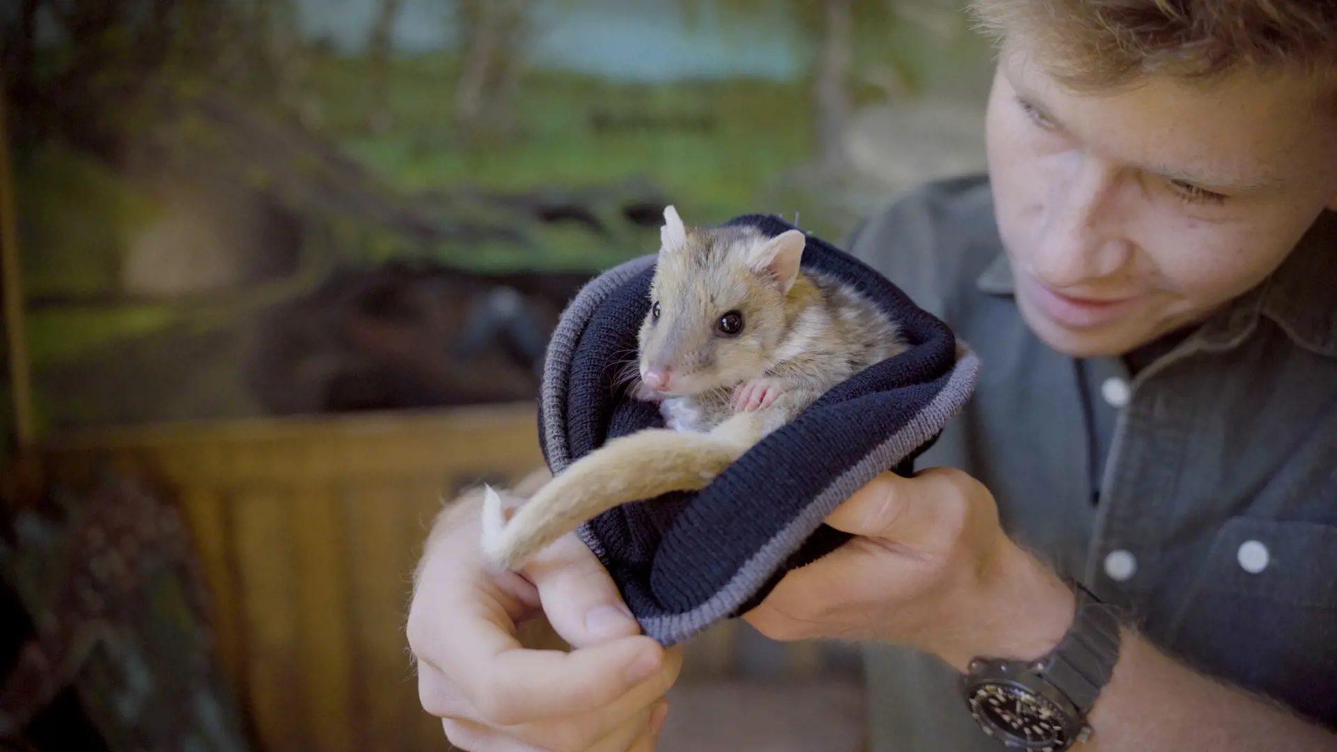 Robert Irwin holding a quoll in a beanie at Devils @ Cradle