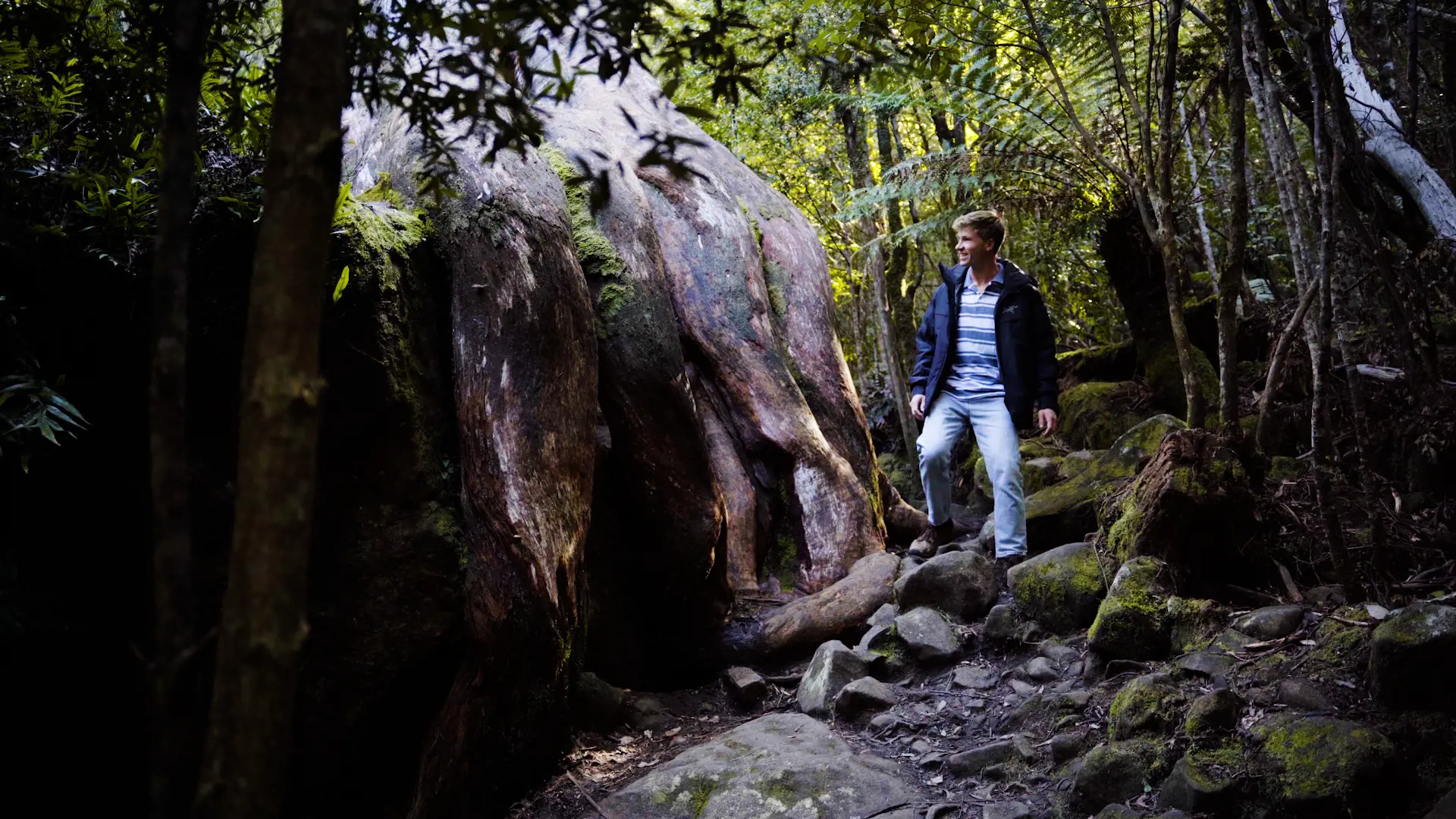 Robert Irwin amongst a forested scene looking at Octopus Tree on kunanyi / Mount Wellington