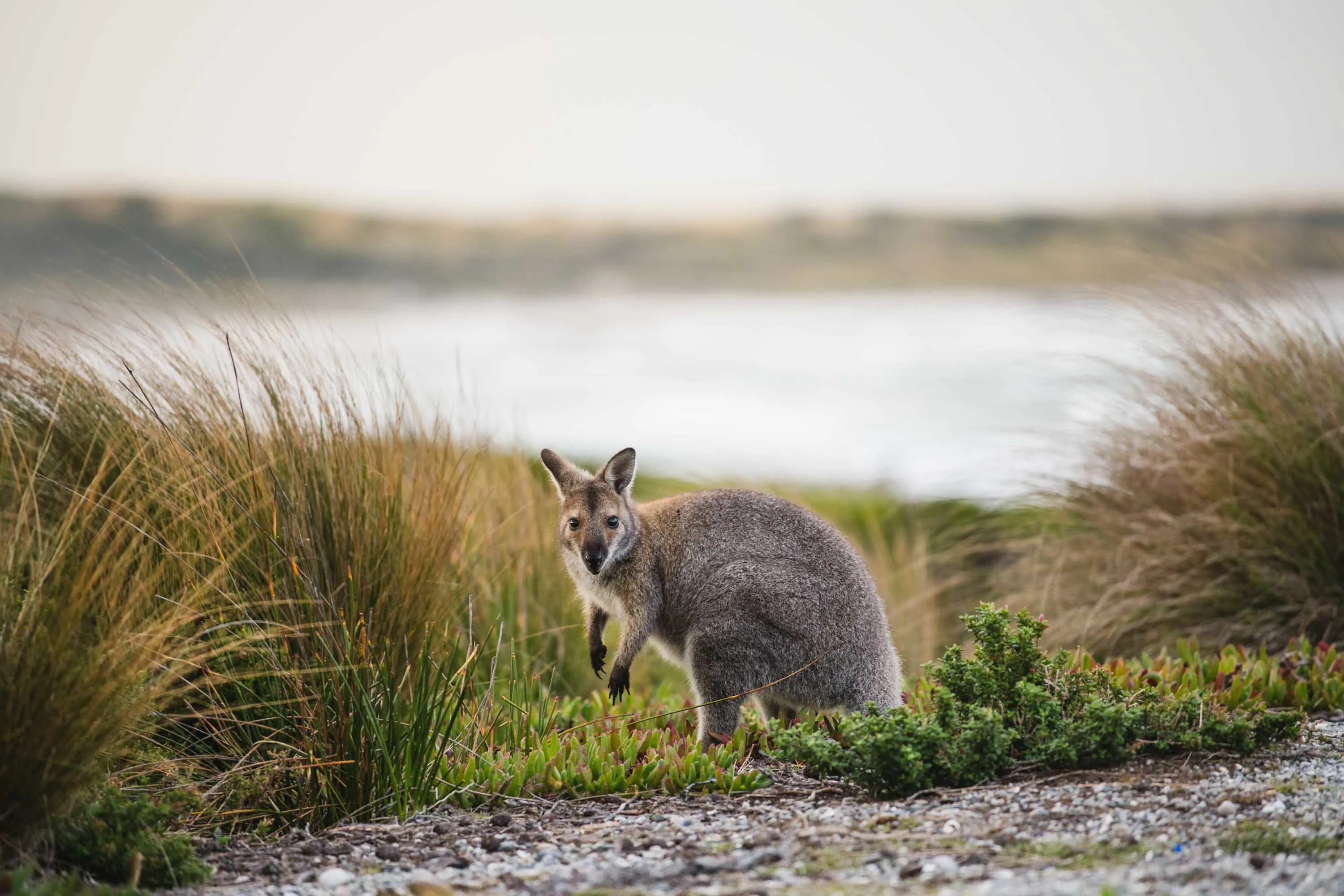 A small, grey wallaby sits in scrubland with a body of water in the background.