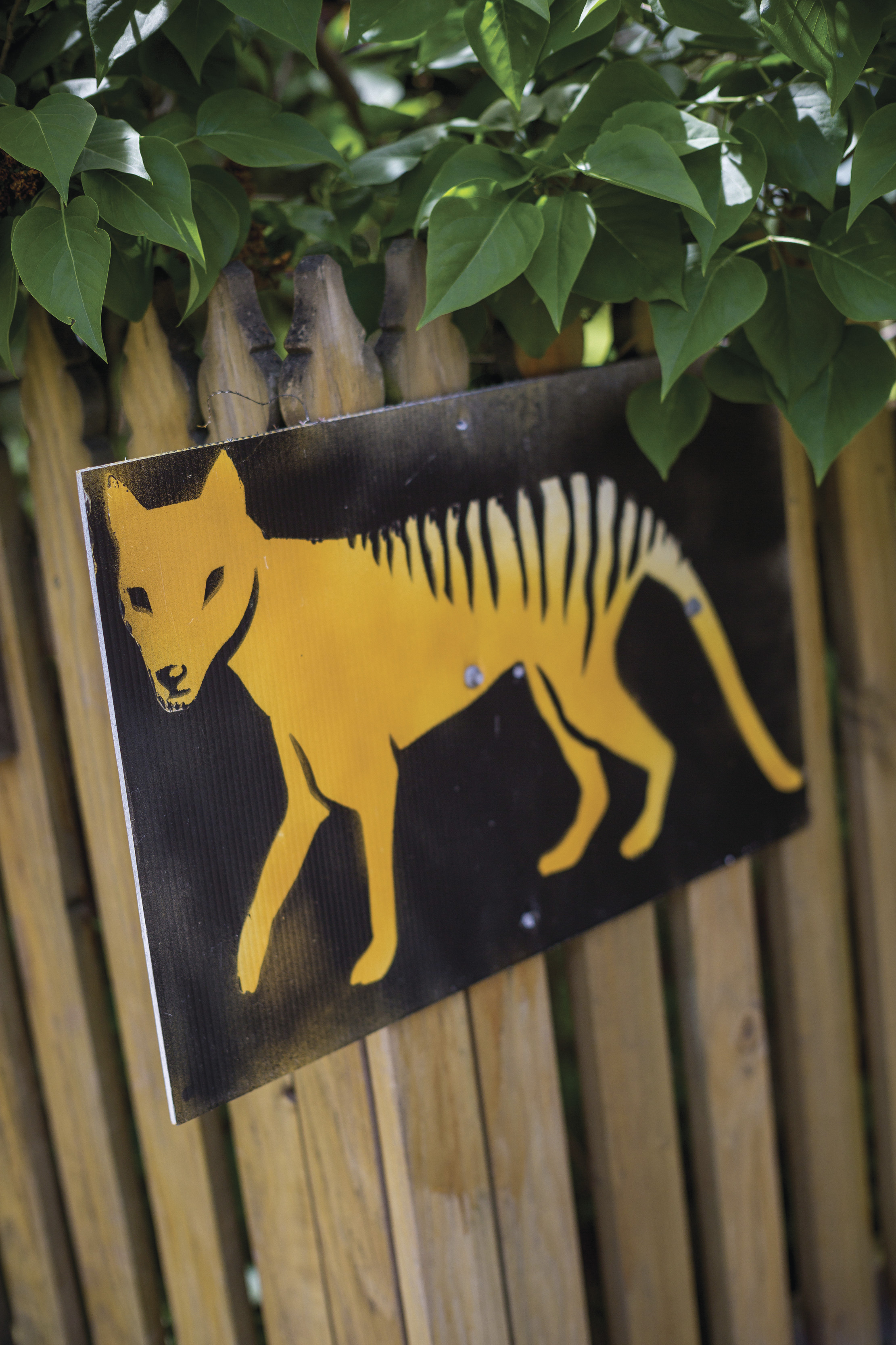 Spray painted yellow and black image of Tasmanian Tiger sign nailed to brown picket fence.