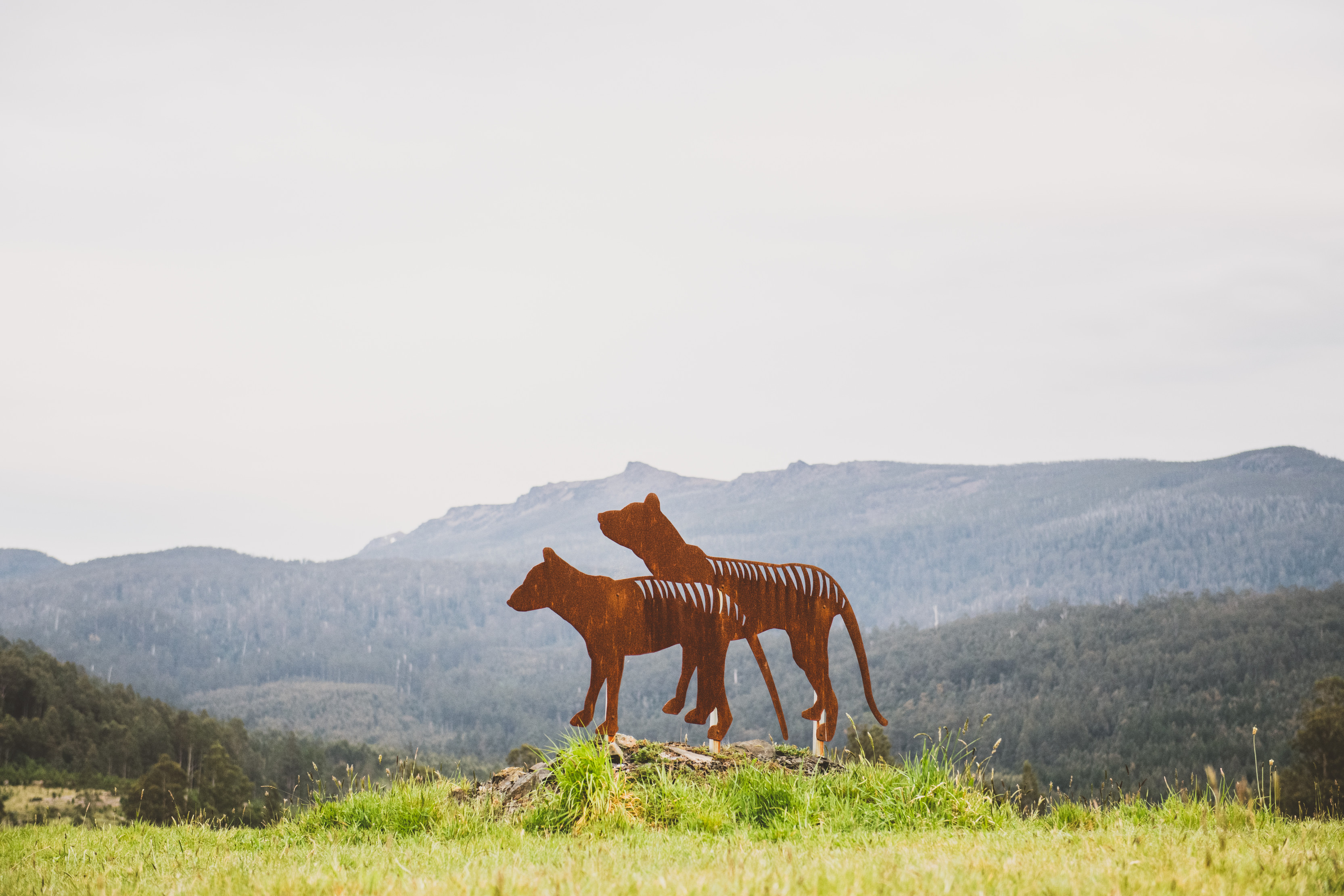 Rusted metal Tasmanian tiger sculpture with mountains in the background.