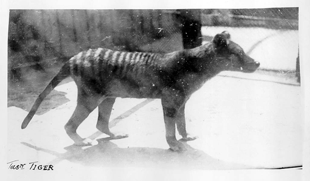 Beaumaris Zoo, Hobart - thylacine (Tasmanian tiger) 