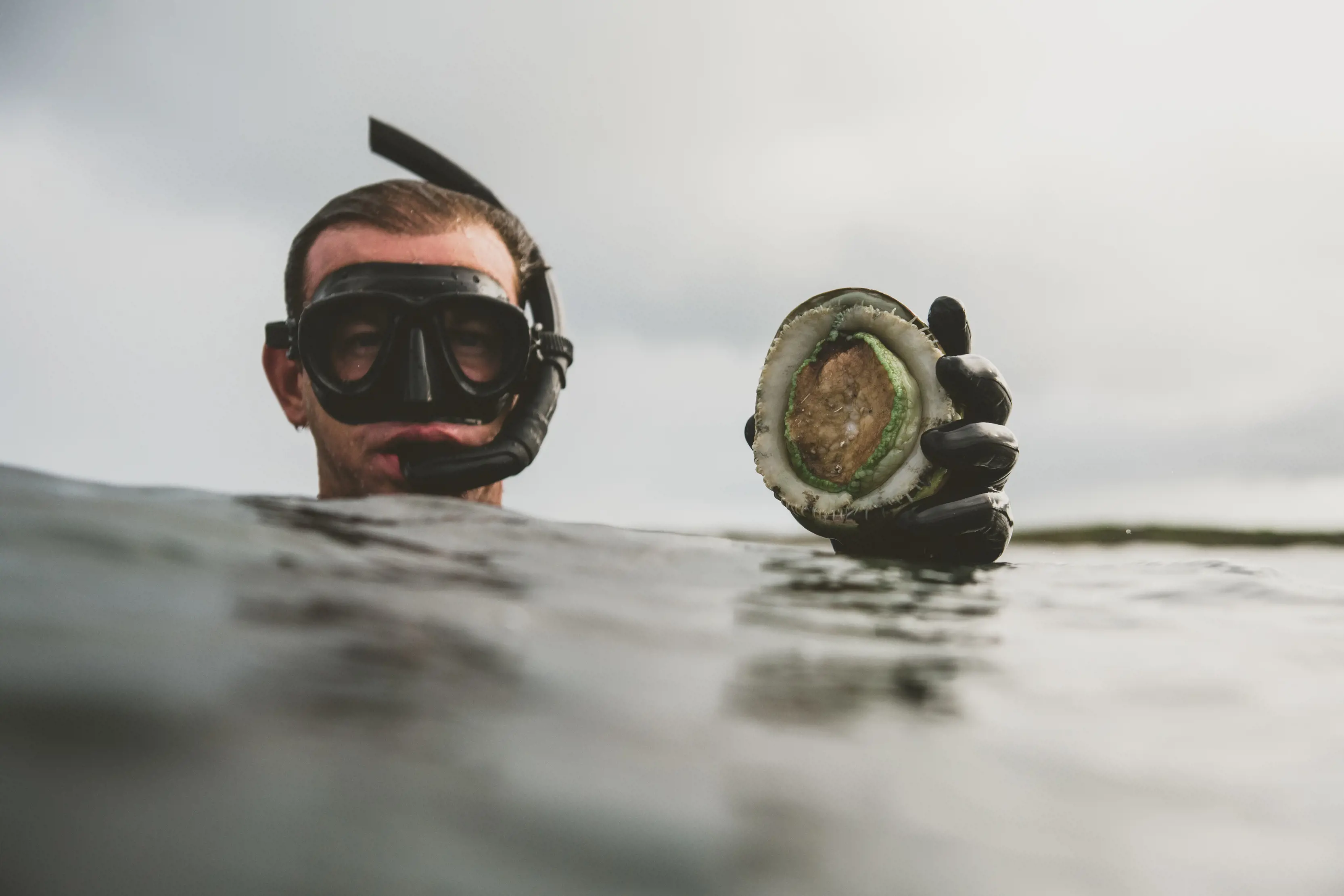 Diver holding up an Abalone in the ocean, Image taken in the ocean.