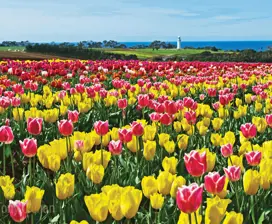 Pink, yellow and red tulips at Table Cape Tulip Farm in North west Tasmania.