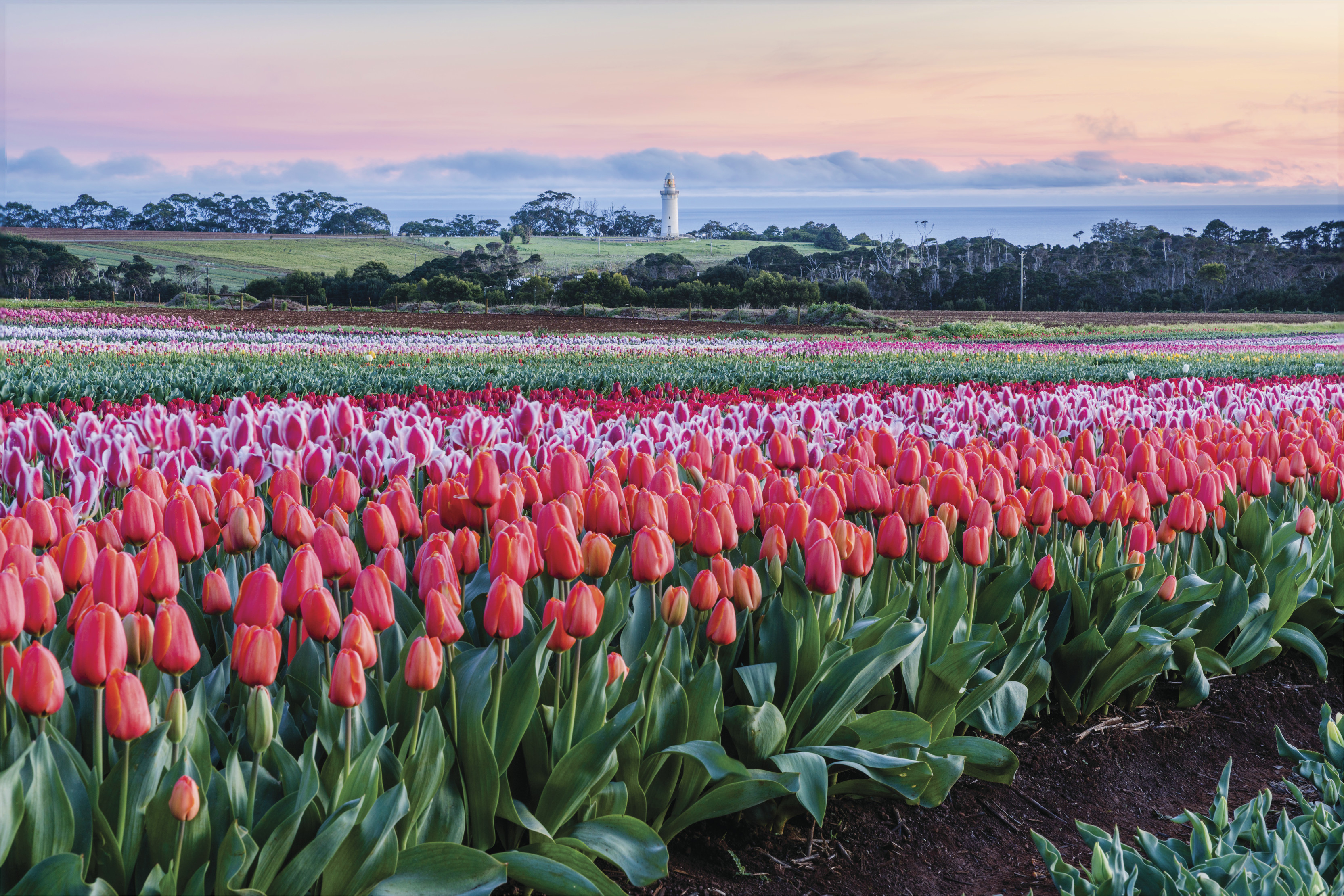 A stunning image of rows of tulips with a lighthouse in the background of the image, taken near dusk.