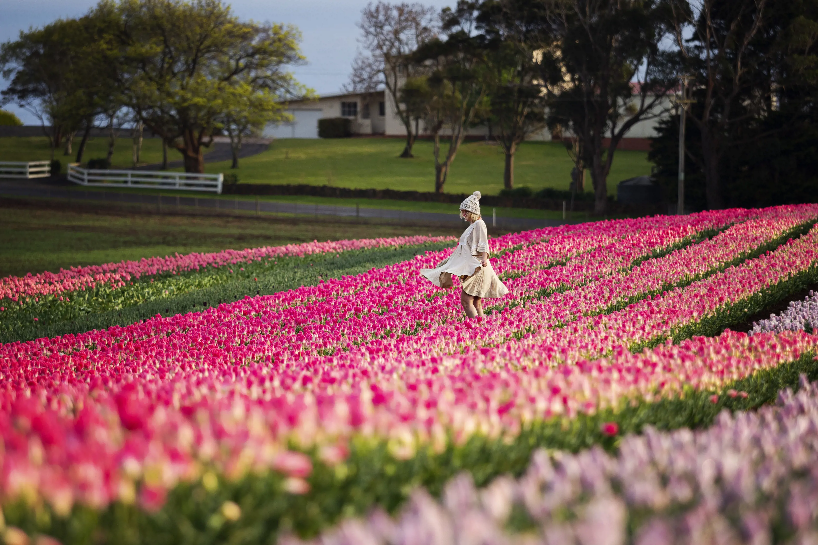 Woman walking through pink tulips at Table Cape Tulip Farm.