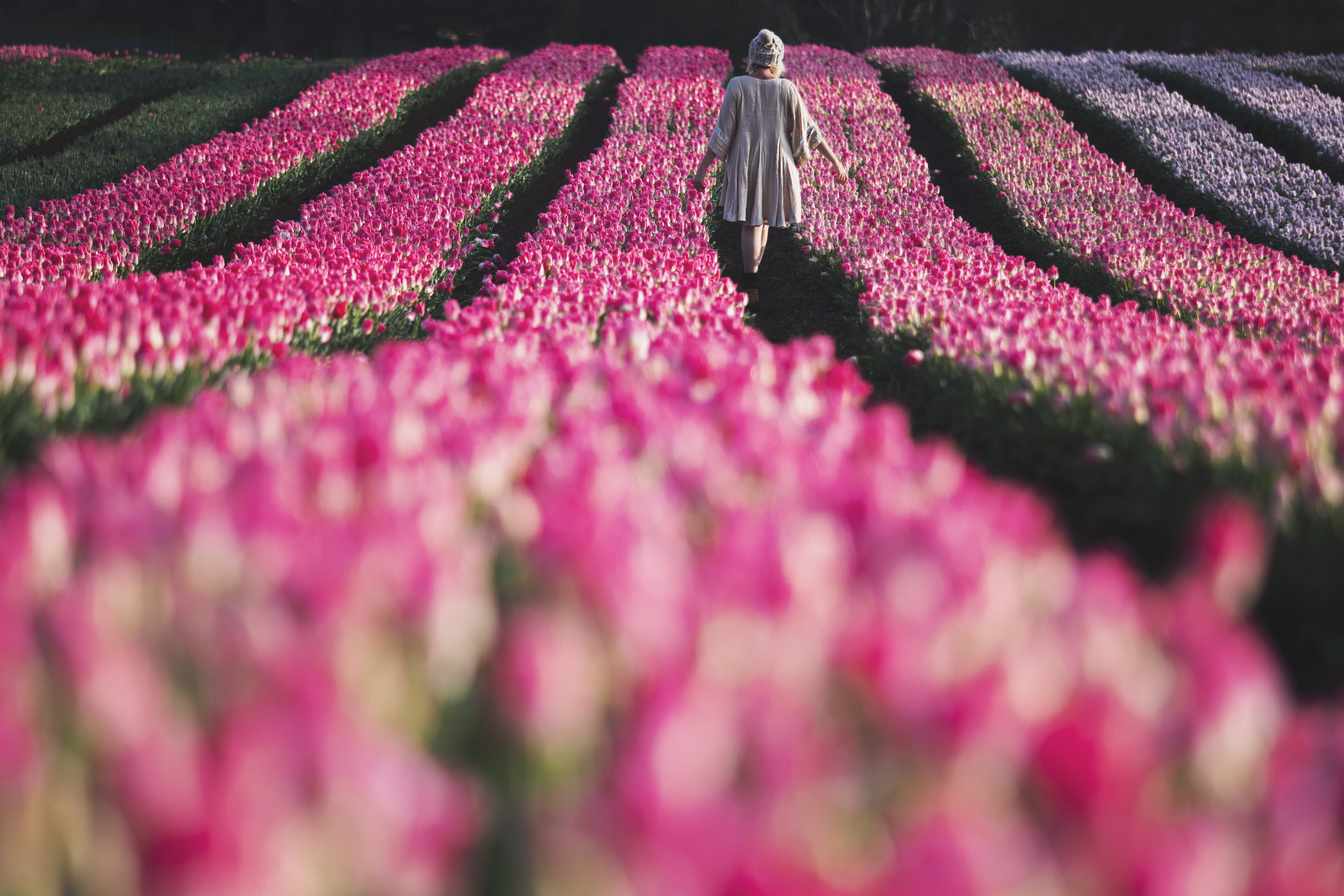 Woman walking through pink tulips at Table Cape Tulip Farm.