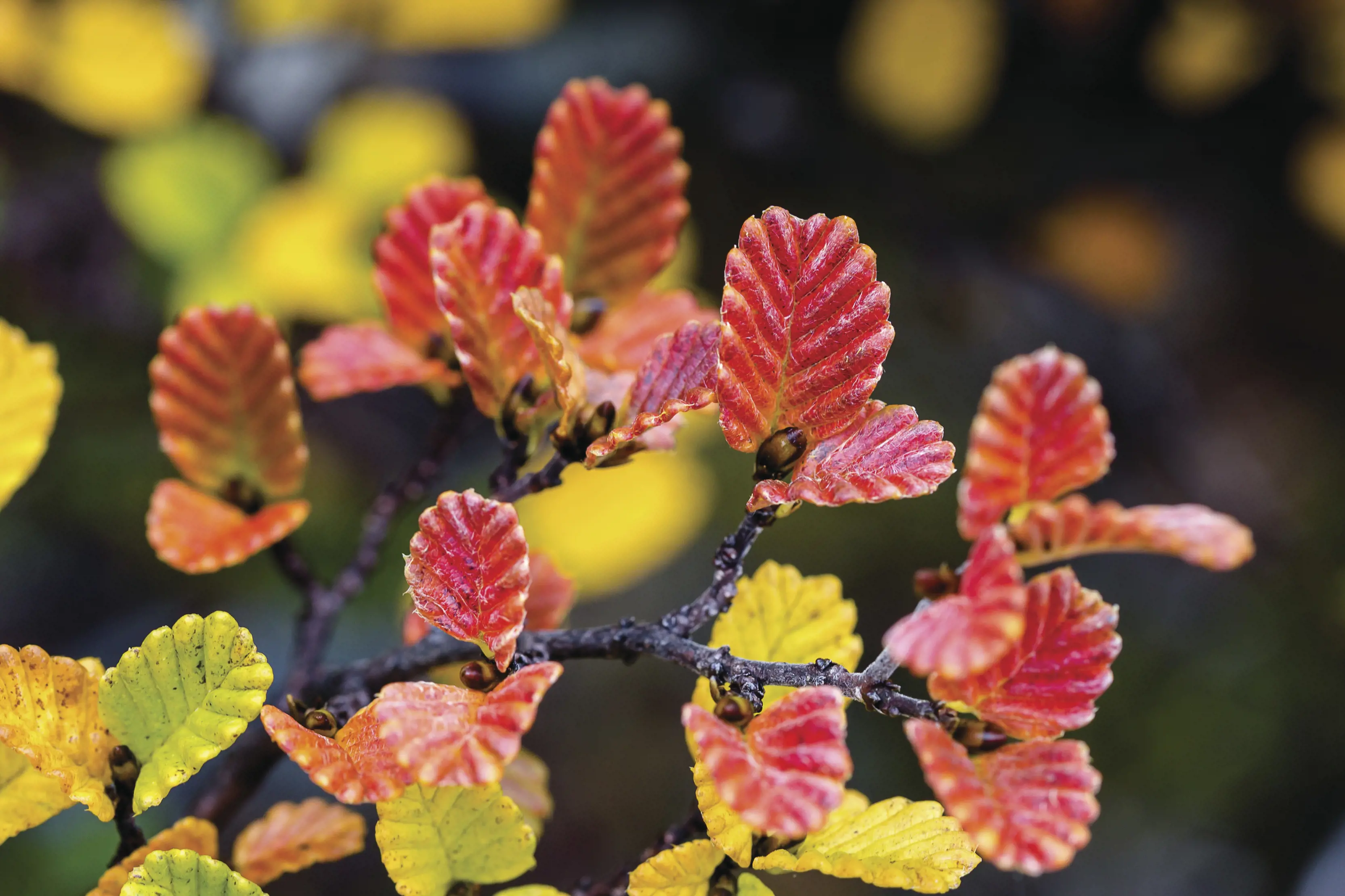 A Vibrant, macro image of Fagus. With stunning reds, greens, and yellows, this is s deciduous shrub endemic to the highlands of Tasmania.