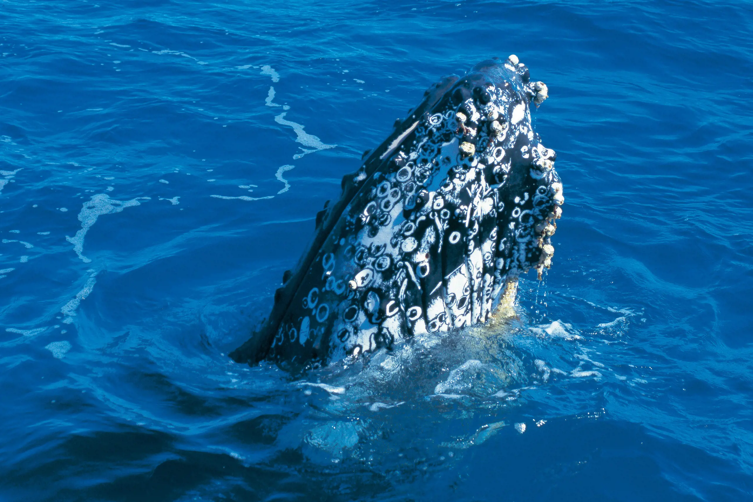 Humpback whale head breaching the water at Maria Island National Park.