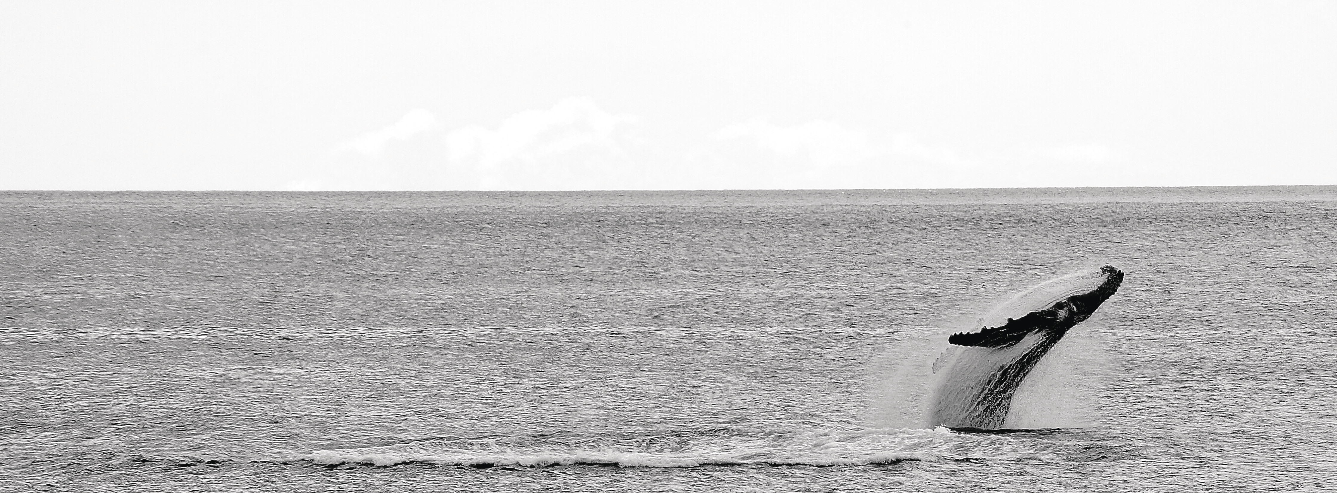 A Humpback Whale calf breaching between Peggys Point and Governor Island, Bicheno during the summer migration.