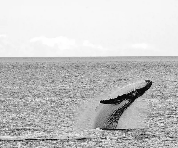 Whale watching in Tasmania with Robert Pennicott
