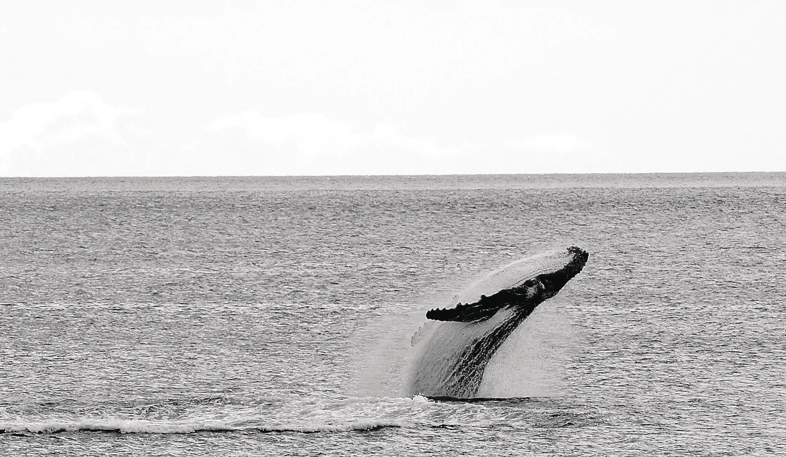 A whale breeches the surface of the water.