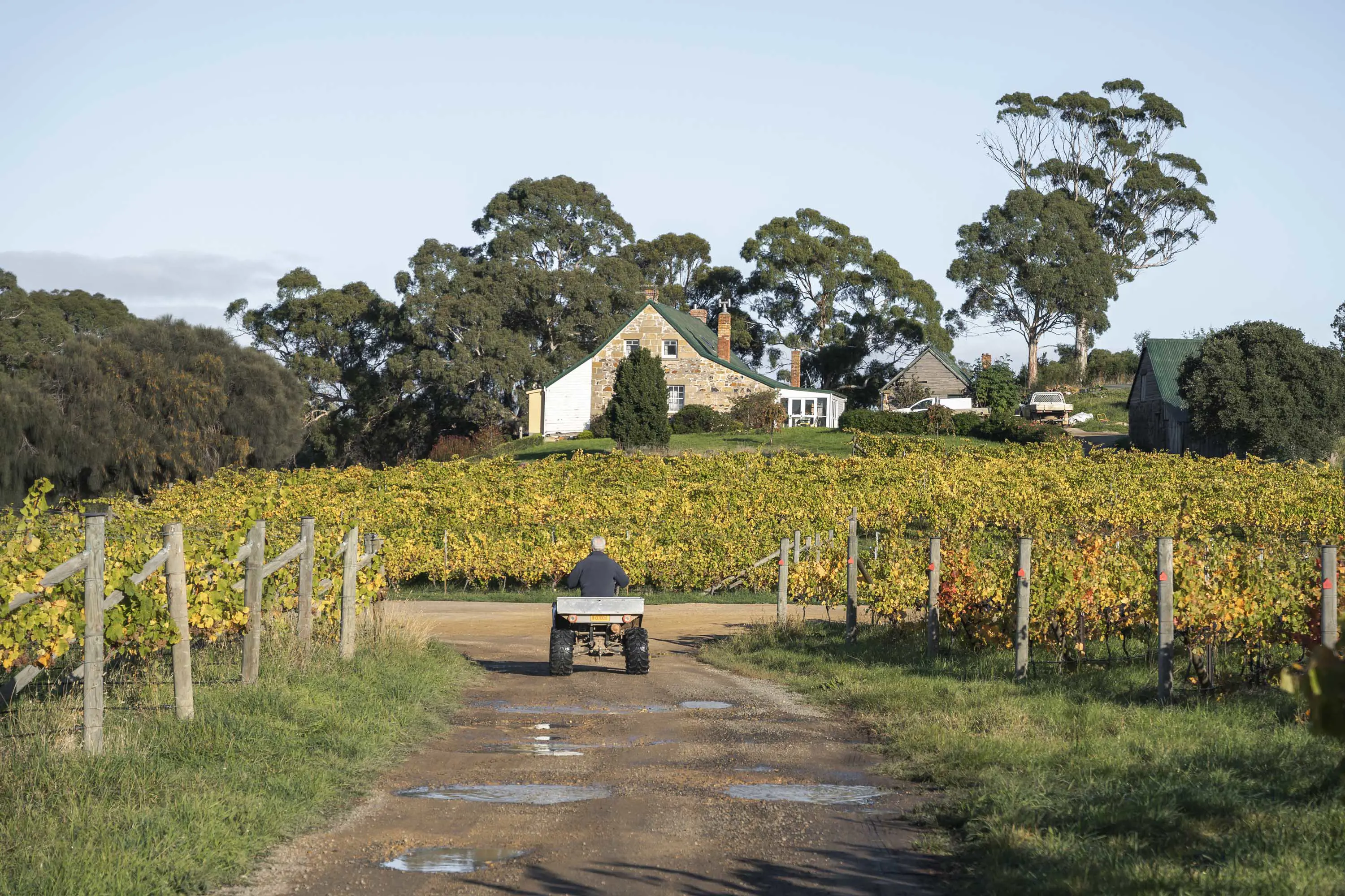 A man with white hair drives a small tractor along a gravel path between the rows of grape vines in front of a stone house.