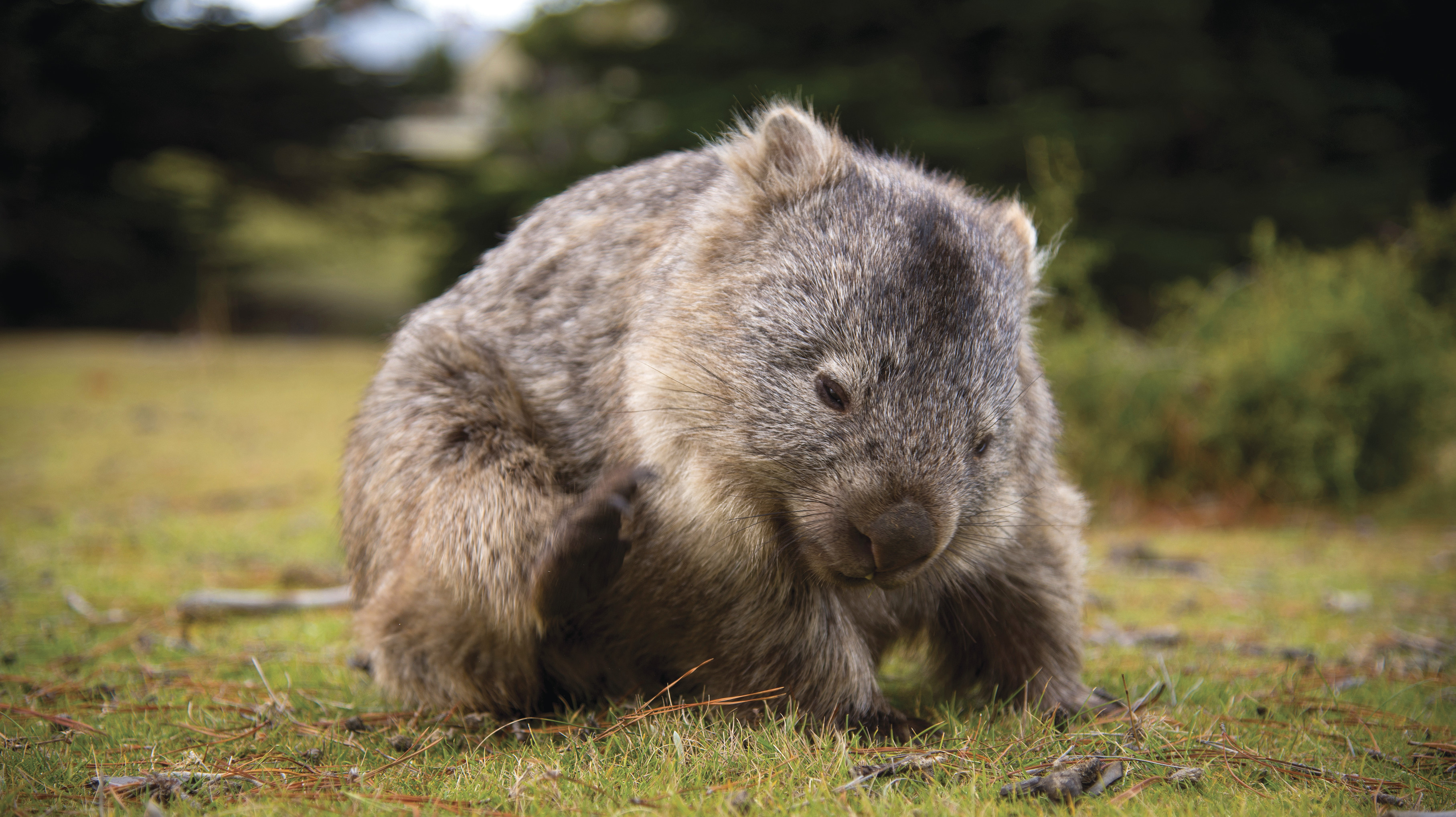 Nature and Wildlife - Discover Tasmania