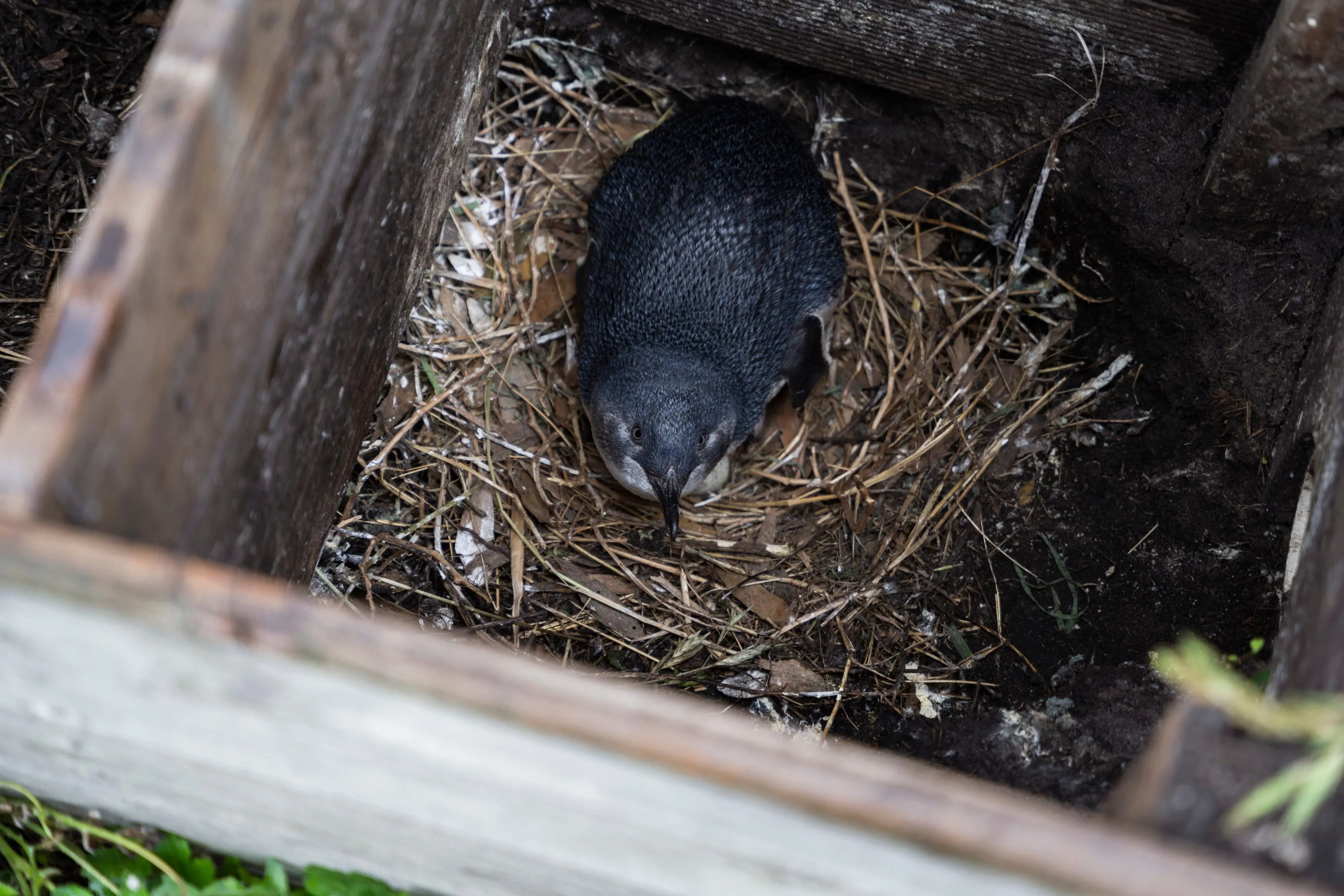 A little penguin with a pointy beak crouching in a nest within a timber box is viewed from above, looking up at the camera.