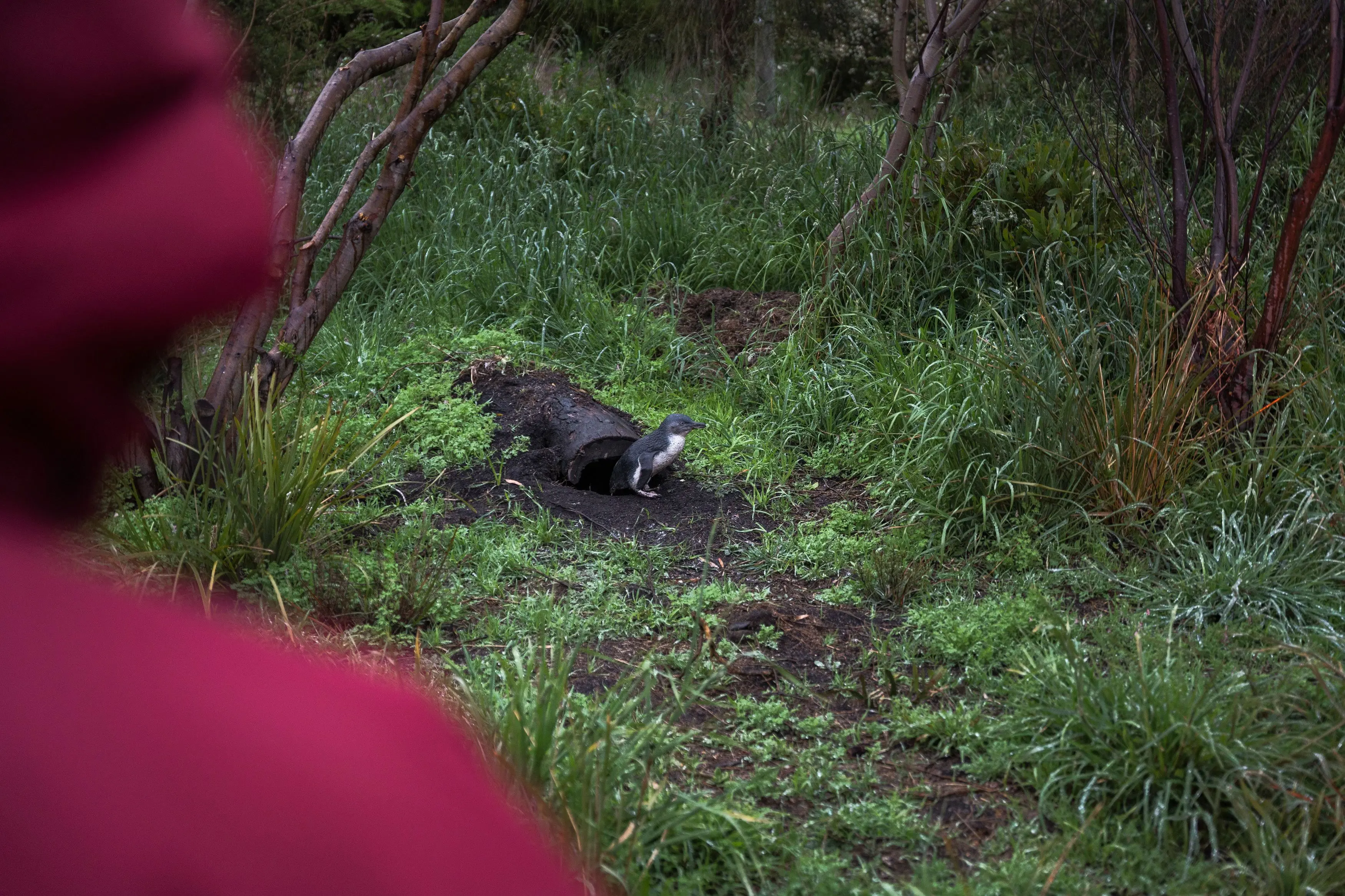 An out-of-focus person in a red jacket and hood in the foreground is looking down at the lush grassy ground dotted by thin trees, where a grey and white little penguin is emerging from its curved burrow.