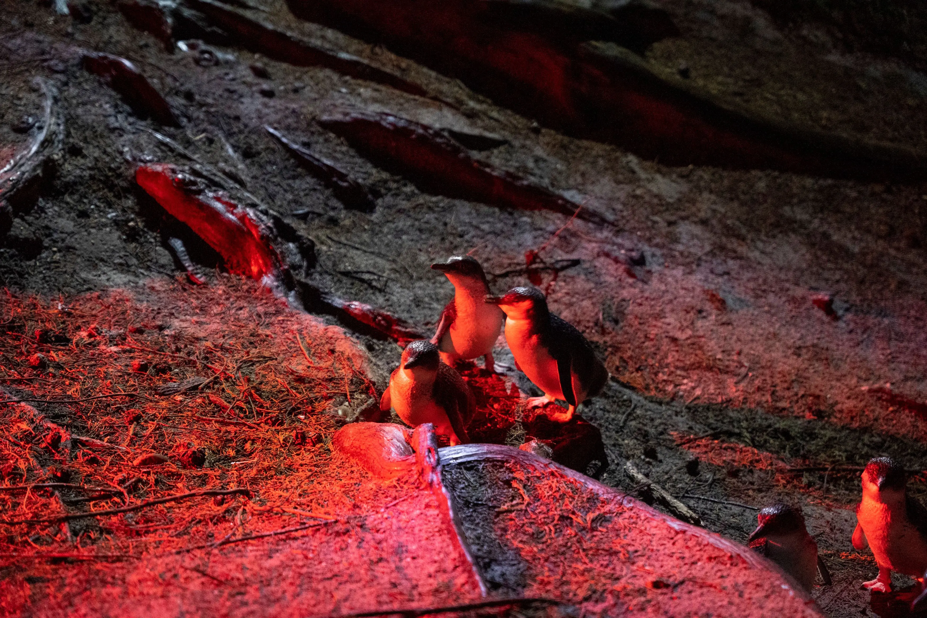 Three penguins in a group, and two penguins in a nearby group, waddle upon the dirt and exposed tree roots in the glow of a red light.