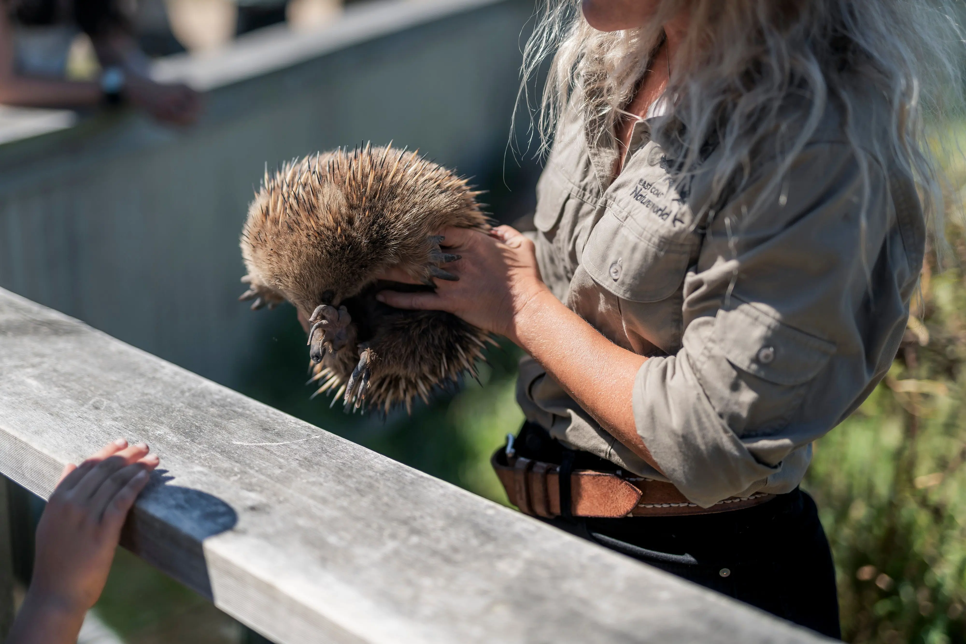 A zoomed-in scene shows a spiny brown echidna being held in the air by a wildlife guide. She is holding the echidna next to the wooden fencing of an enclosure, where a child's hand is resting, showing the animal to the crowd.