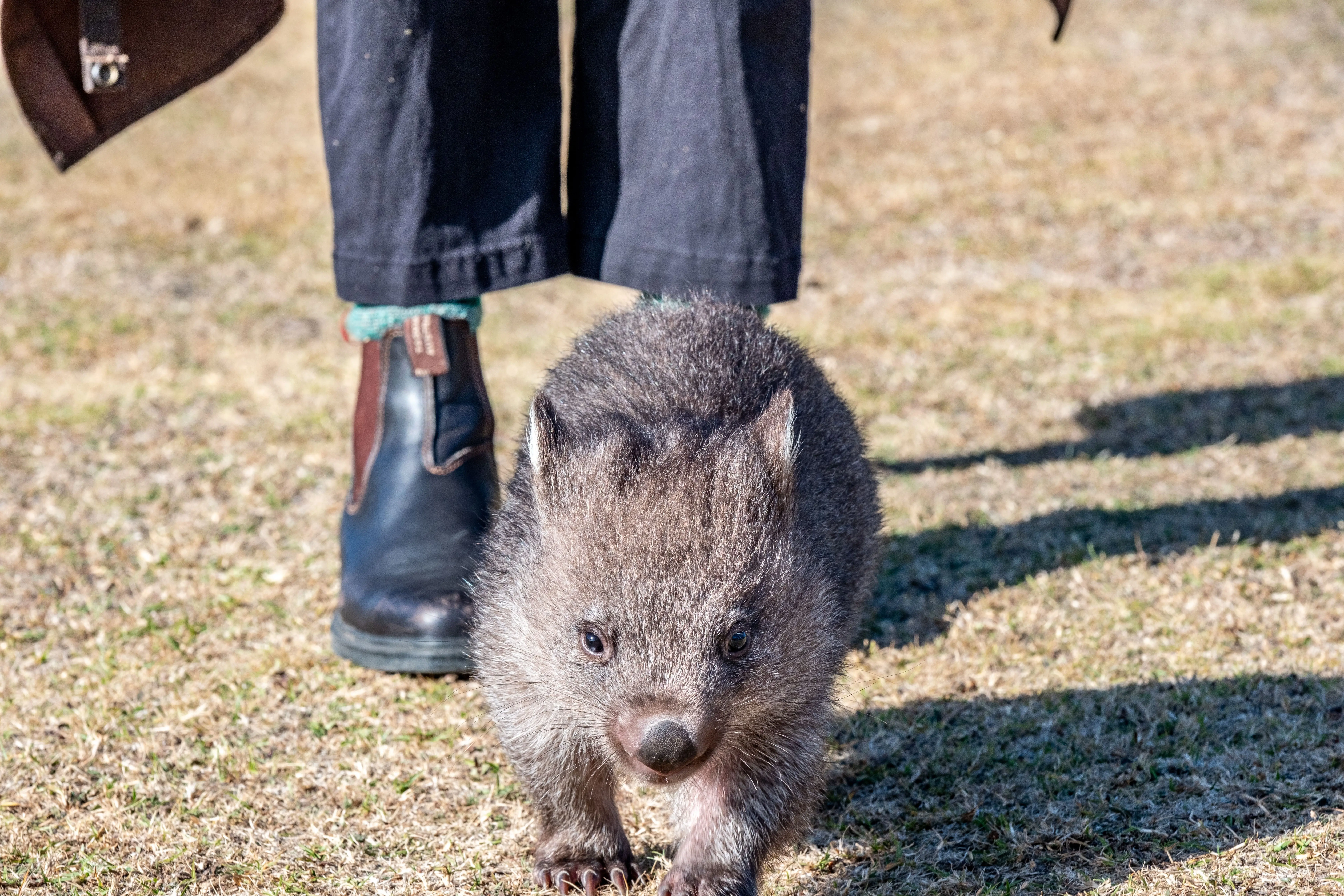 On a field of short, dry green grass, a wombat with a small nose, claws, ears, eyes walks towards the camera, followed by the legs of someone wearing black boots and jeans.