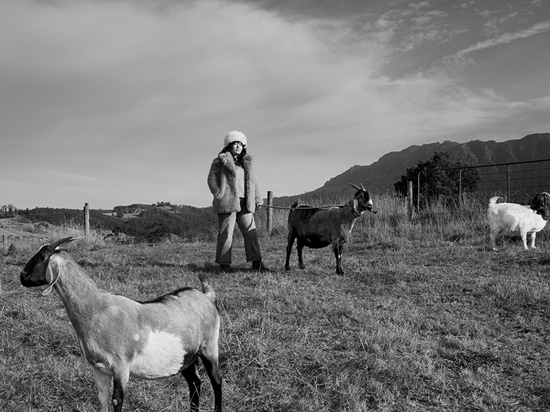 Winter walk with the farm goats image