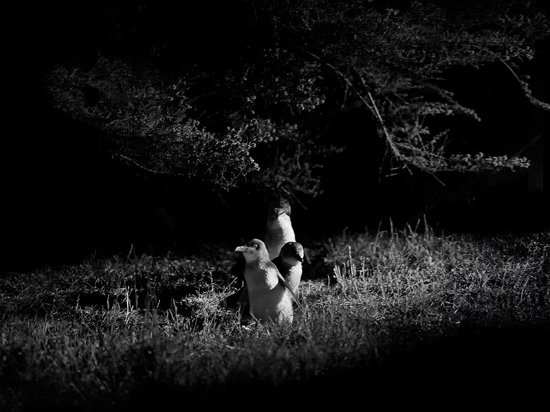 Bicheno's little penguins and winter lights image