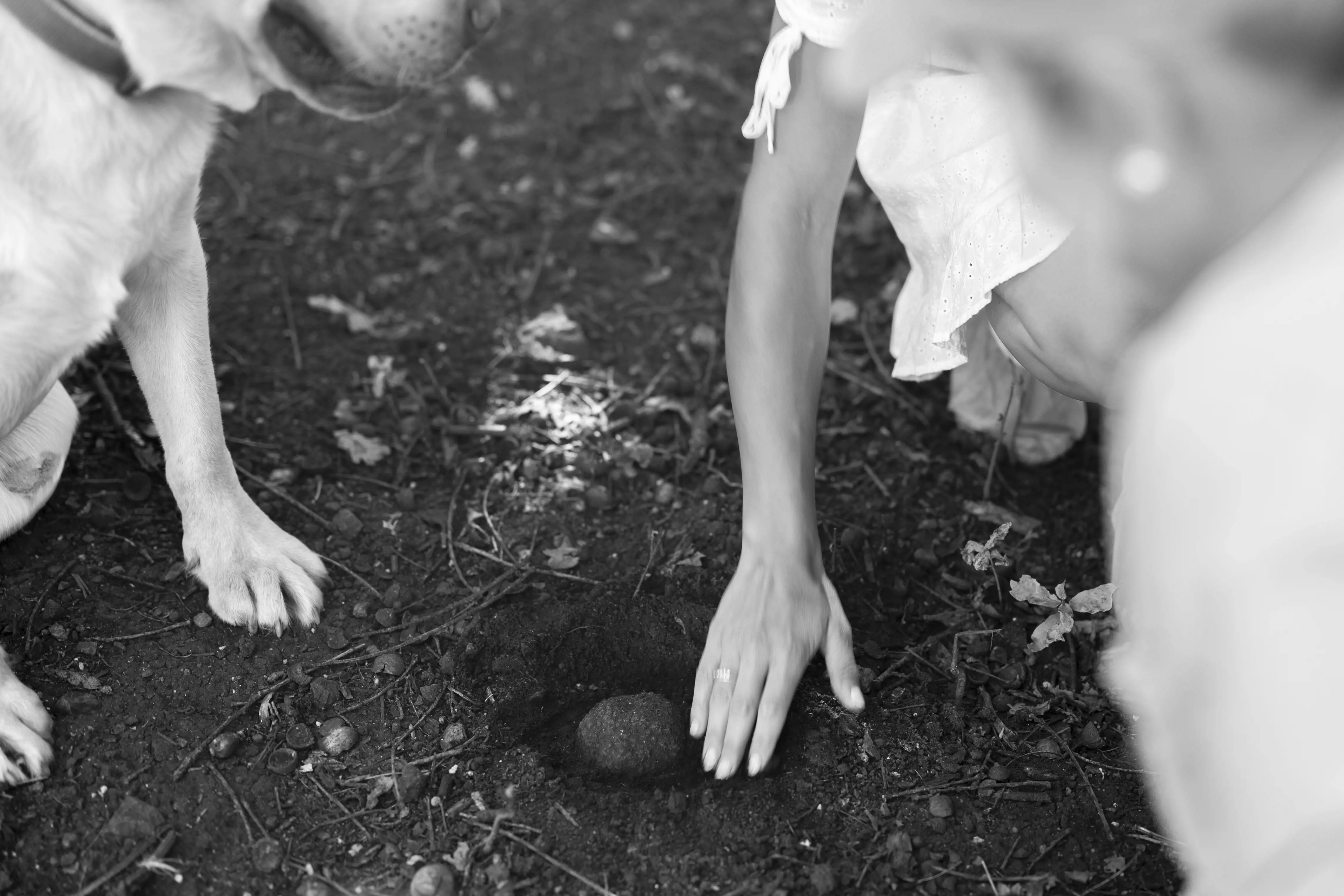 A woman and a dog site next to a small hole in the ground revealing a tennis ball sized truffle.