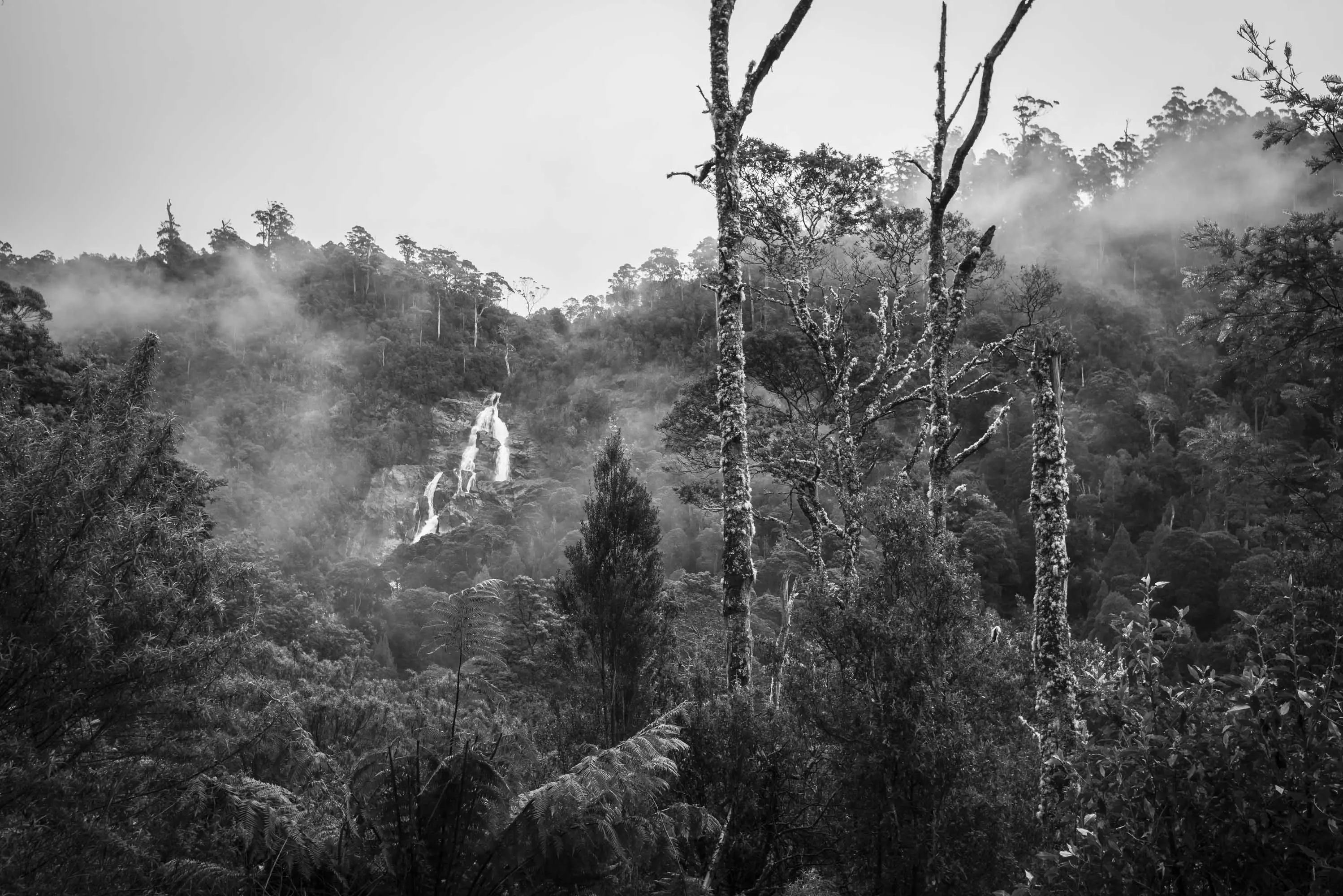 A waterfall crashes down rocks in a forest in the distance. Tall, moss covered trees stand in the foreground.