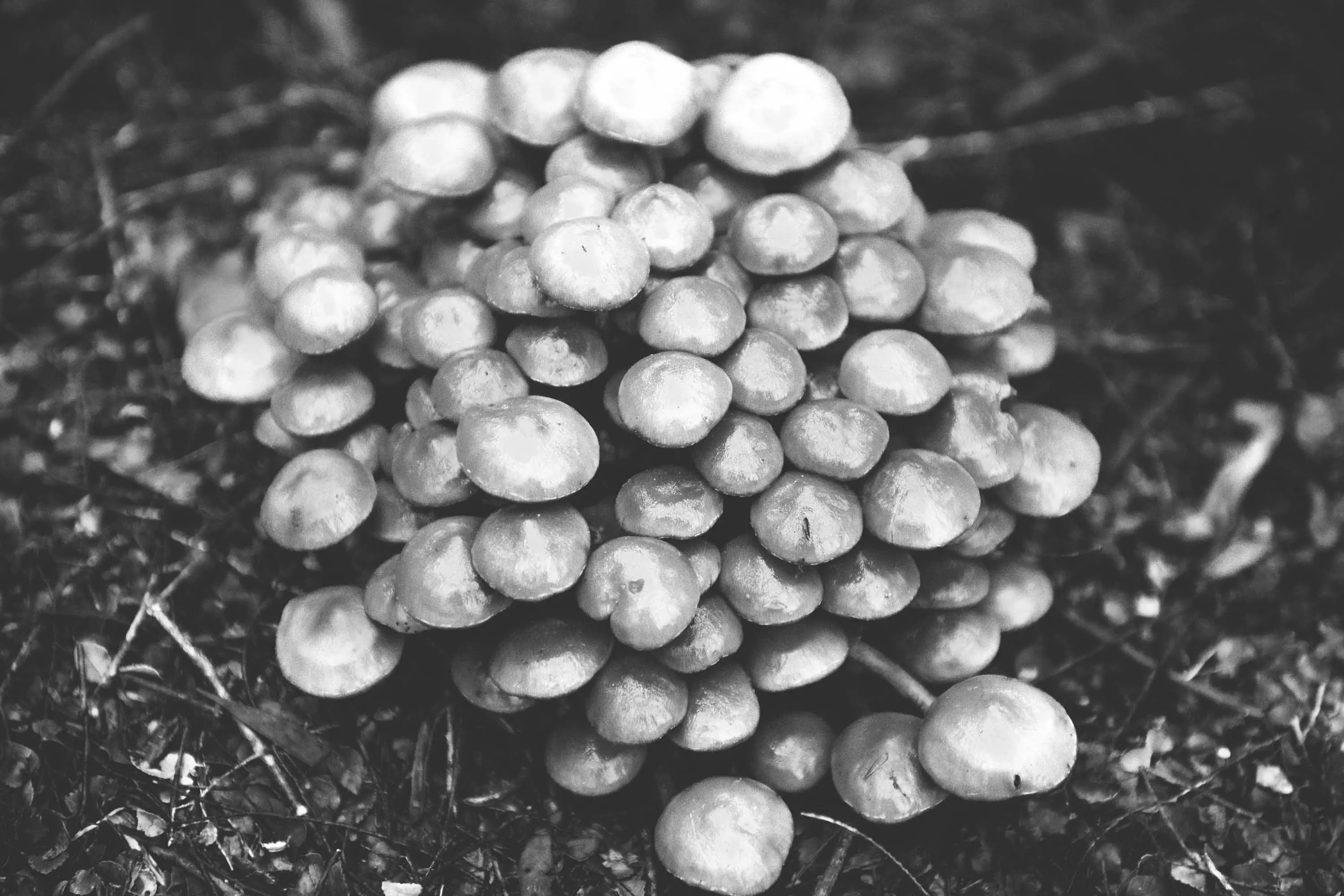 A cluster of small, flat mushrooms grows from the leaf litter and soil. 