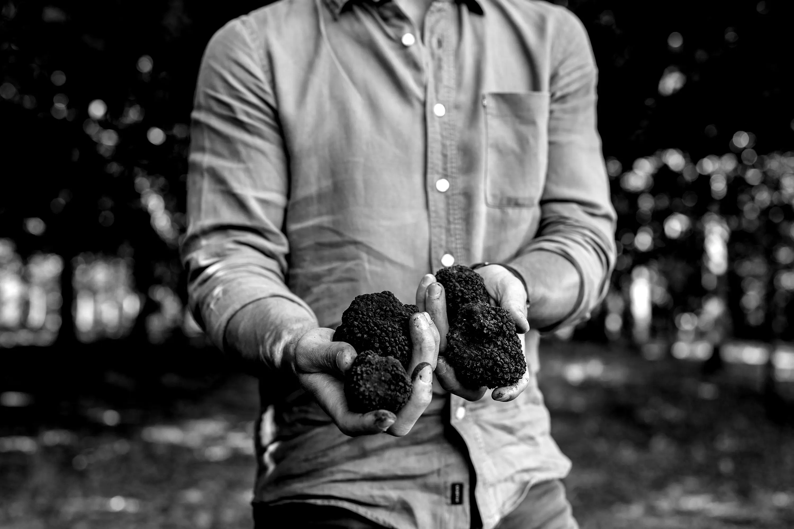 A man in a cotton, long-sleeved shirt holds two hand-fulls of fresh truffles.